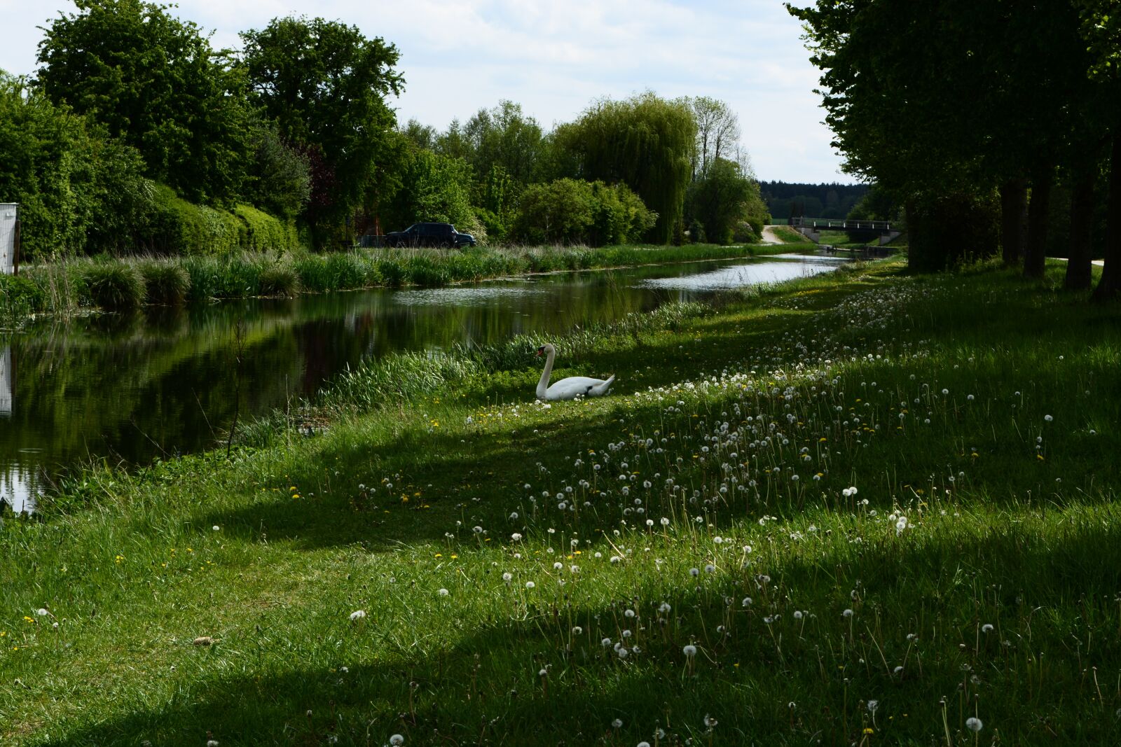 Nikon D5200 sample photo. Swan, meadow, animal photography