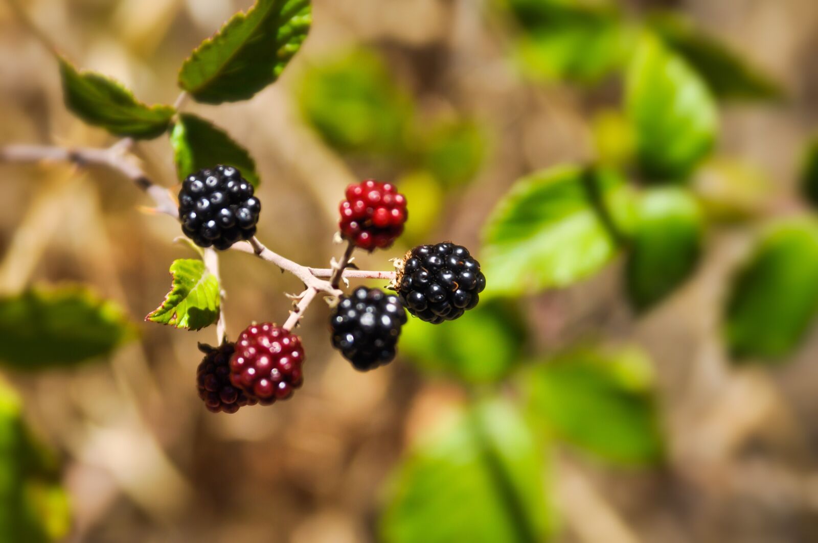 Nikon D90 sample photo. Blackberries, red, black photography