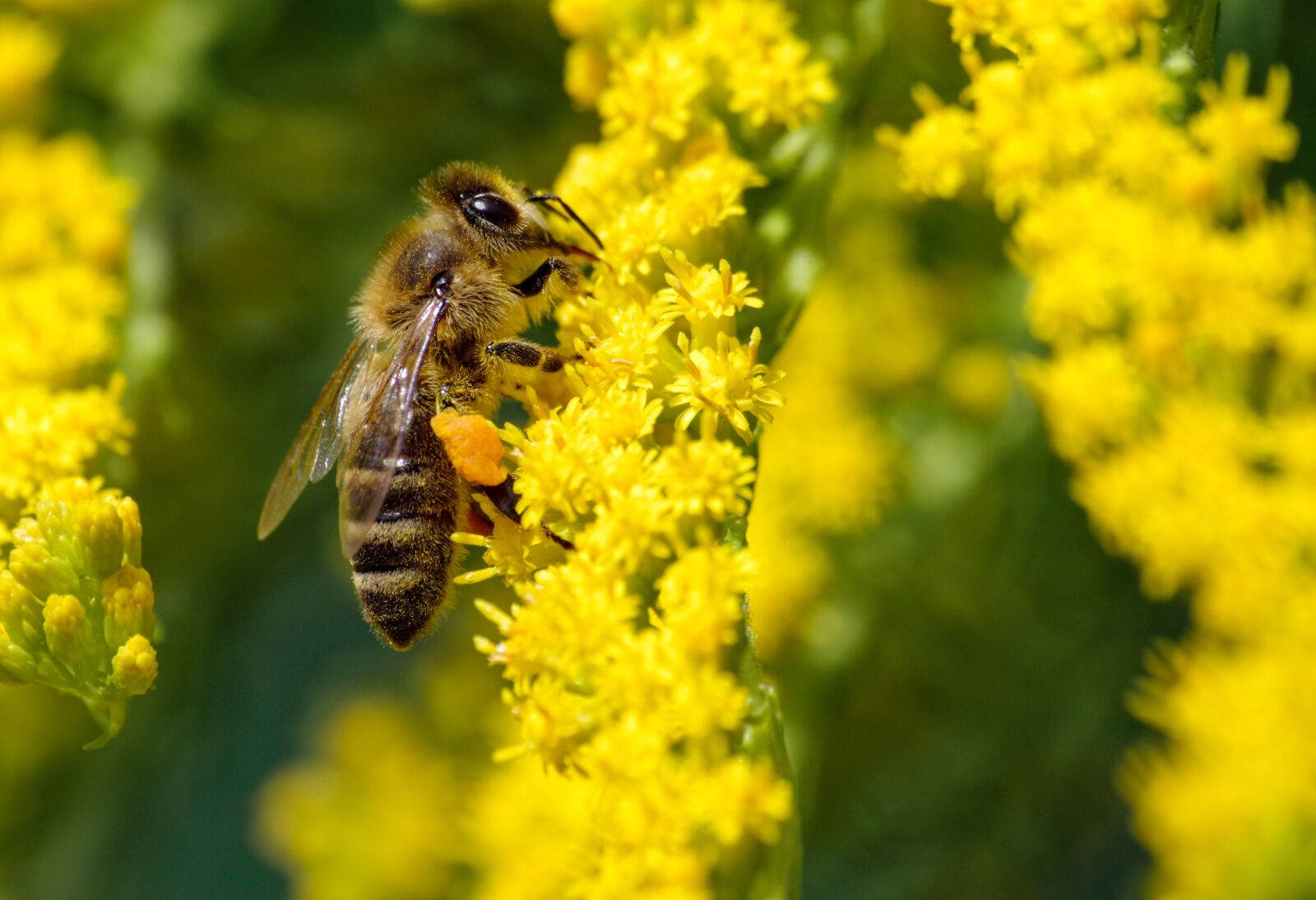 Pentax K-30 sample photo. Bee, pollen, pollination photography