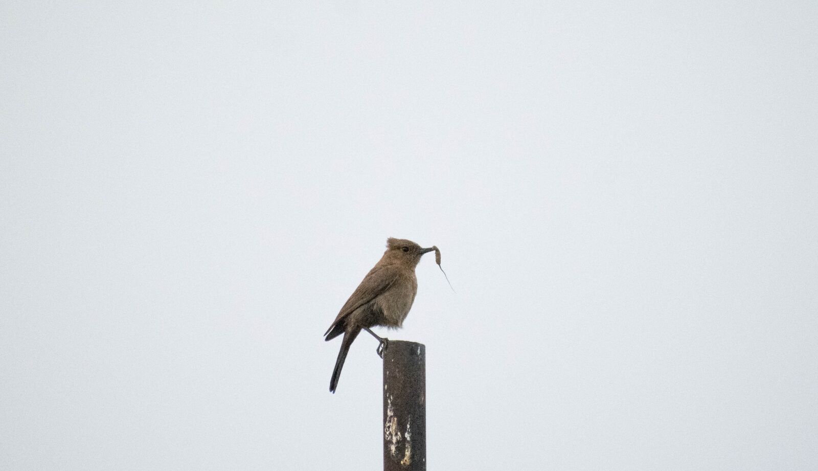Nikon D3300 sample photo. Bird, insect, beak photography