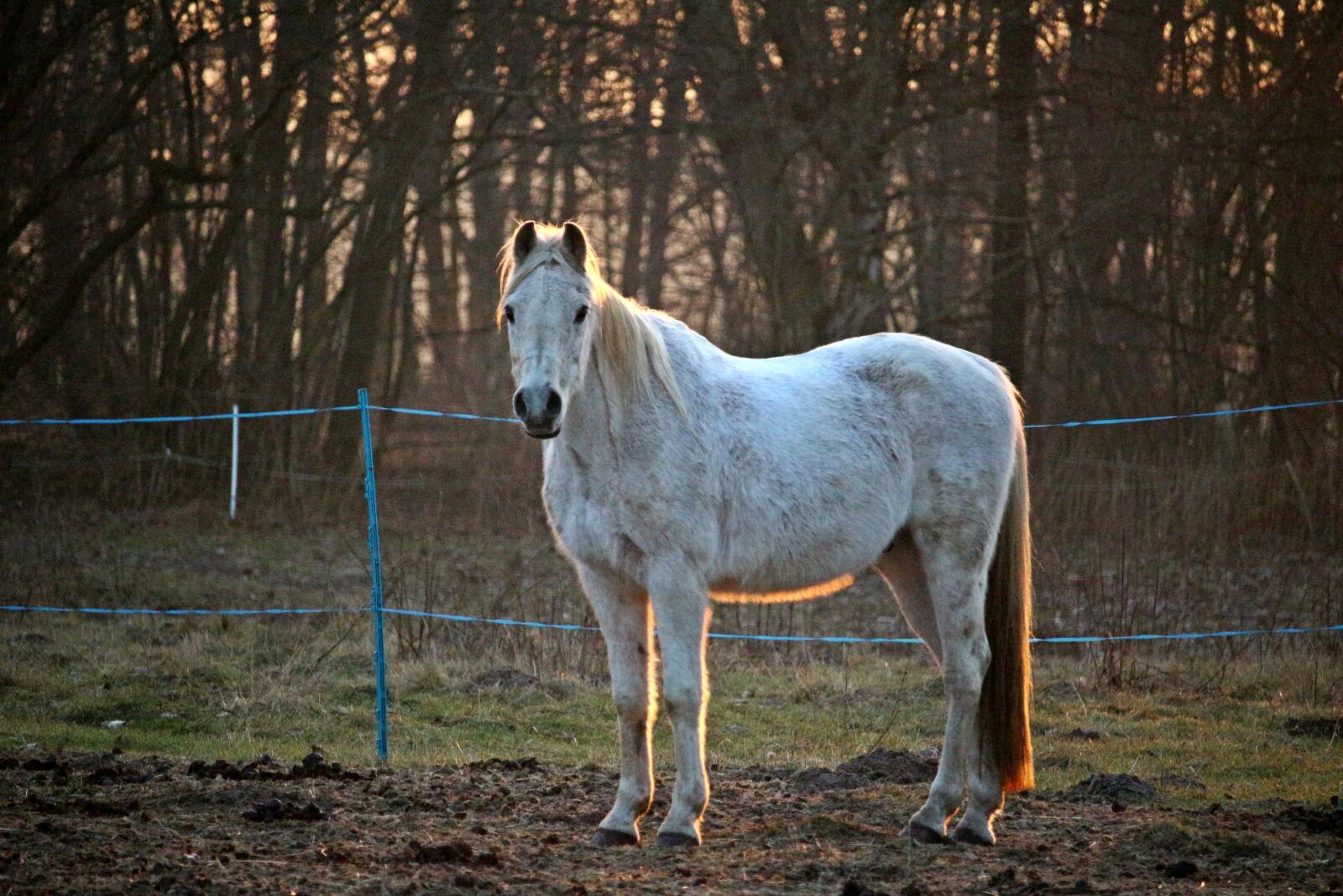 Canon EOS 100D (EOS Rebel SL1 / EOS Kiss X7) sample photo. Horse, mold, thoroughbred arabian photography