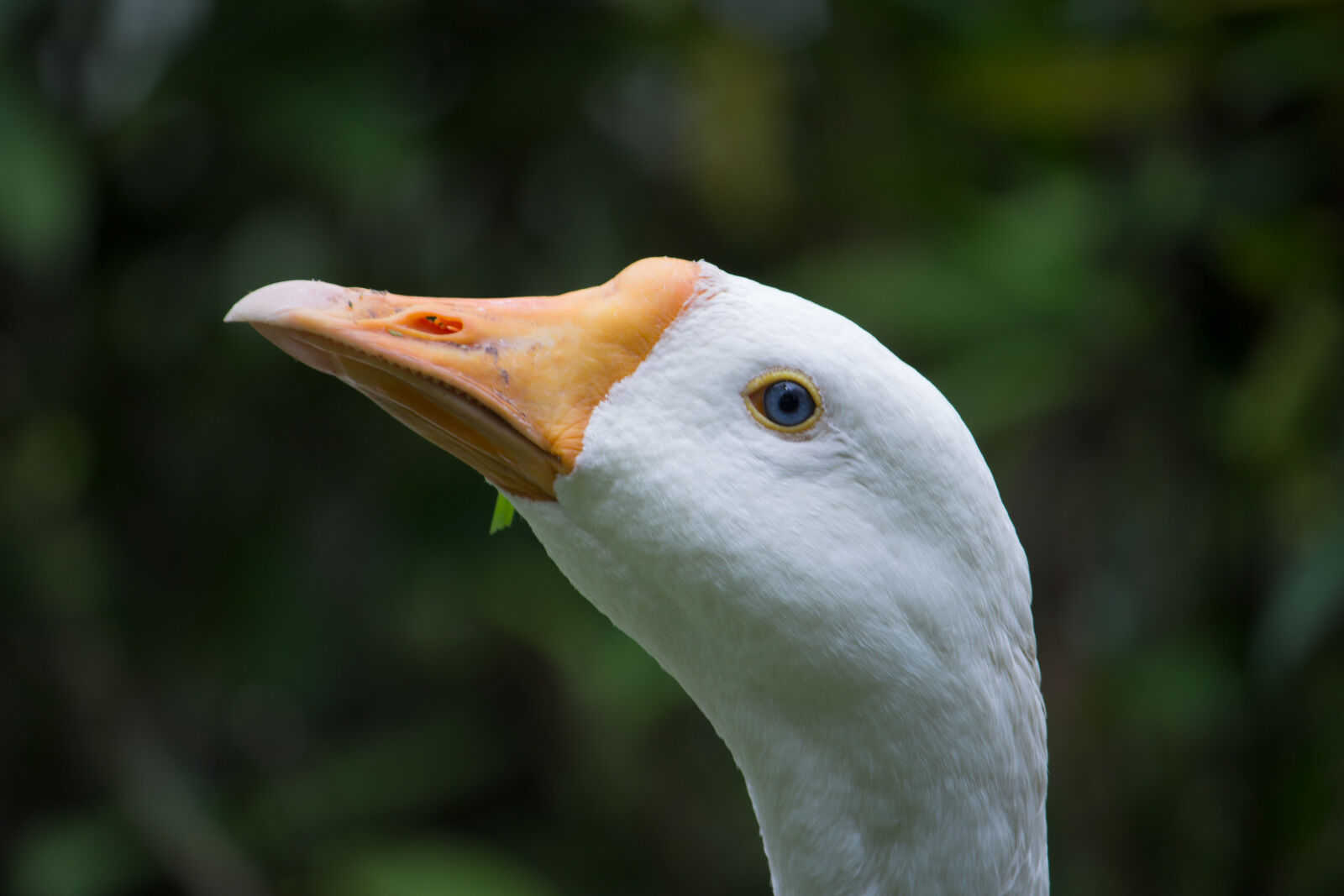 Canon EOS 700D (EOS Rebel T5i / EOS Kiss X7i) sample photo. Bird, bird, s, eye photography