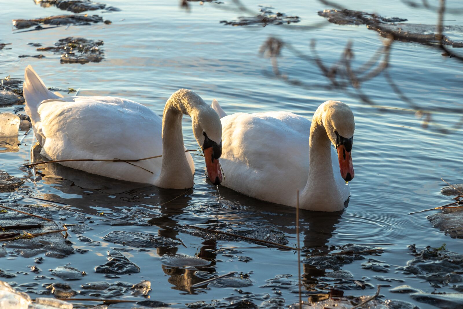 Canon EF-S 18-135mm F3.5-5.6 IS USM sample photo. Swans, water, swan photography