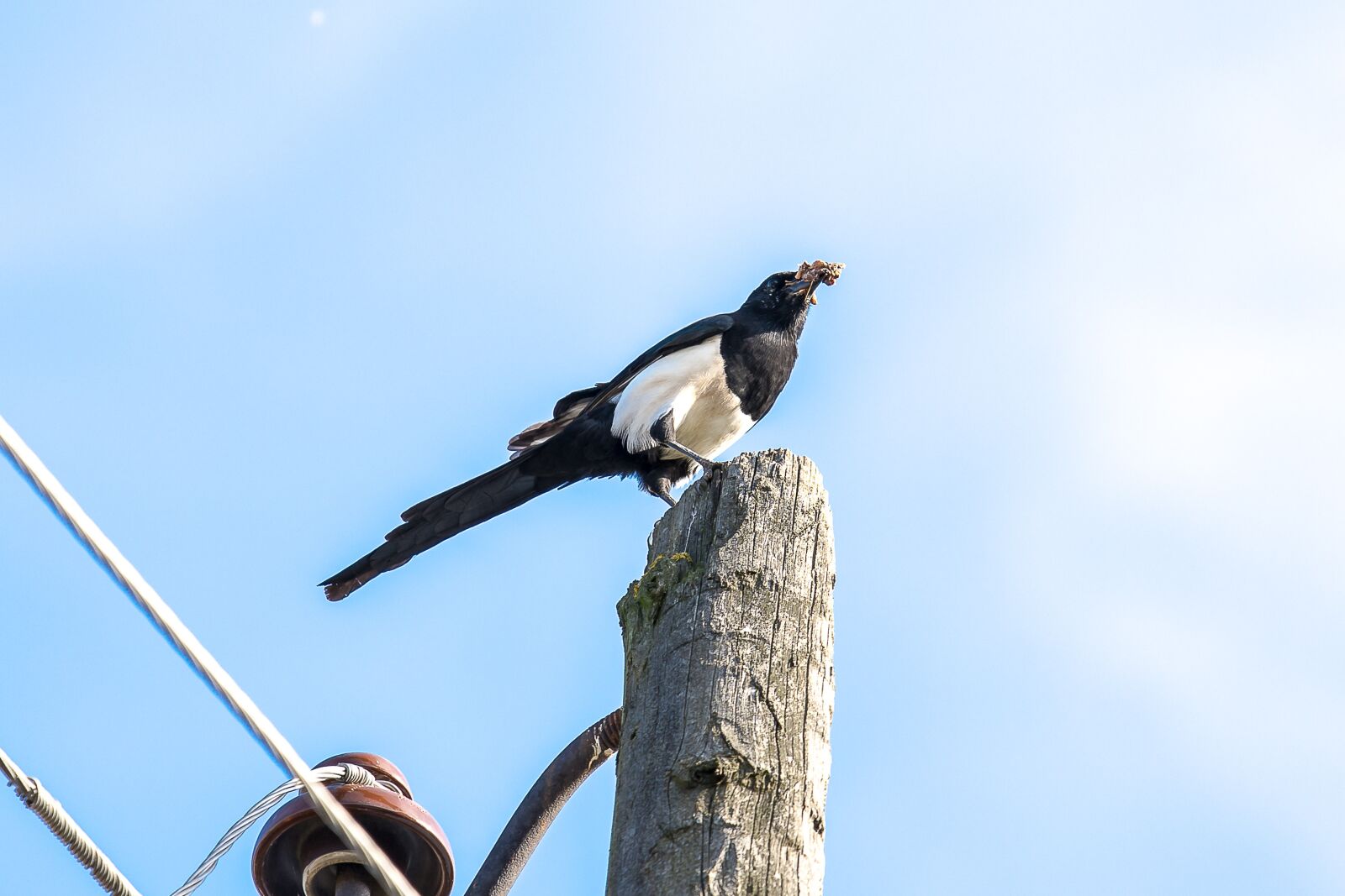 Nikon D7200 sample photo. Bird, magpie, plumage photography