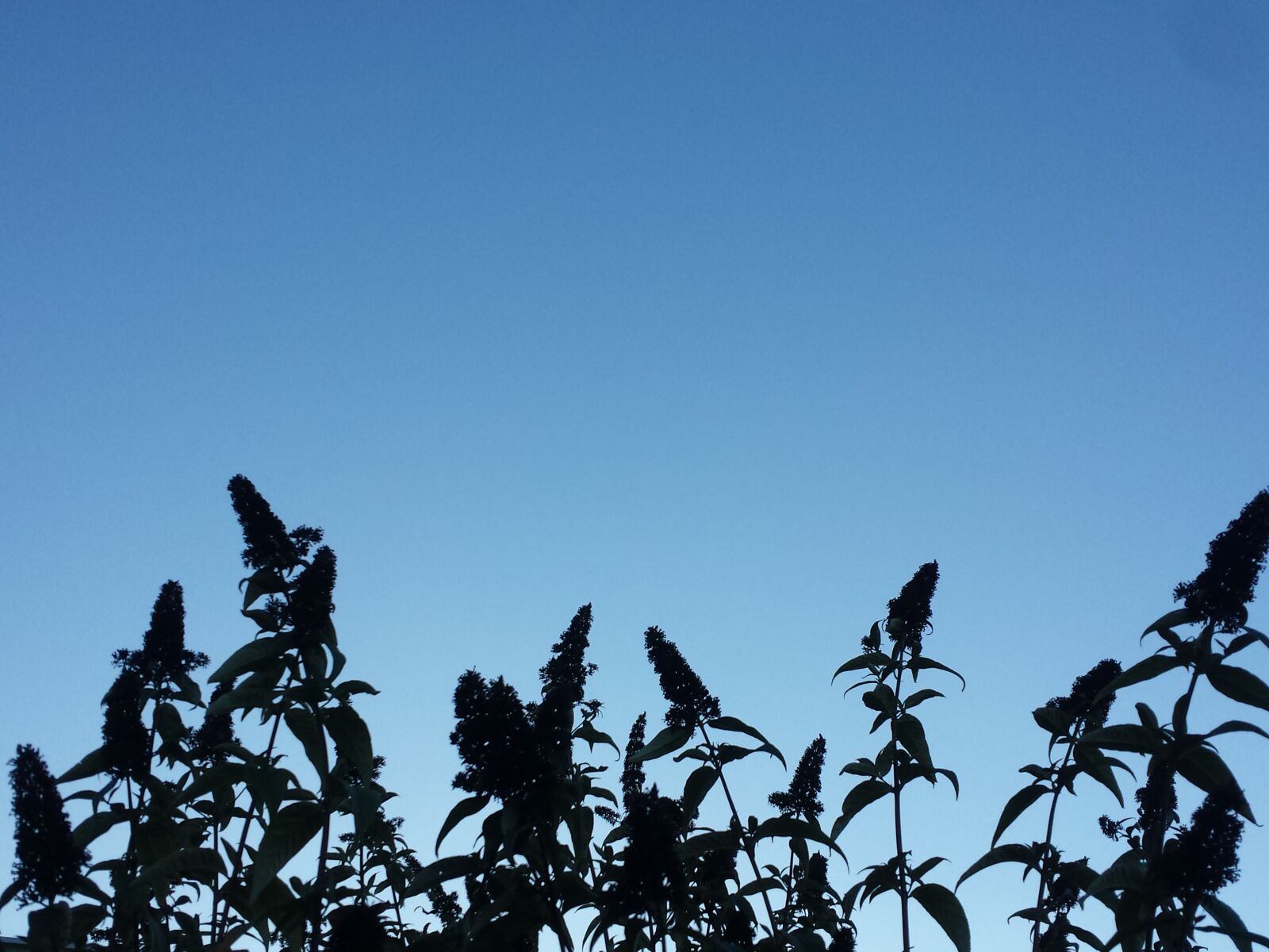 Samsung Galaxy S4 sample photo. Plant, silhouette, sky photography