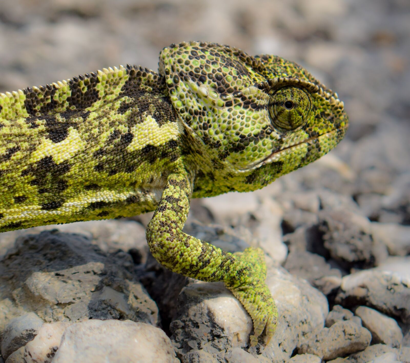 Nikon D5300 sample photo. Chameleon, animal, nature photography