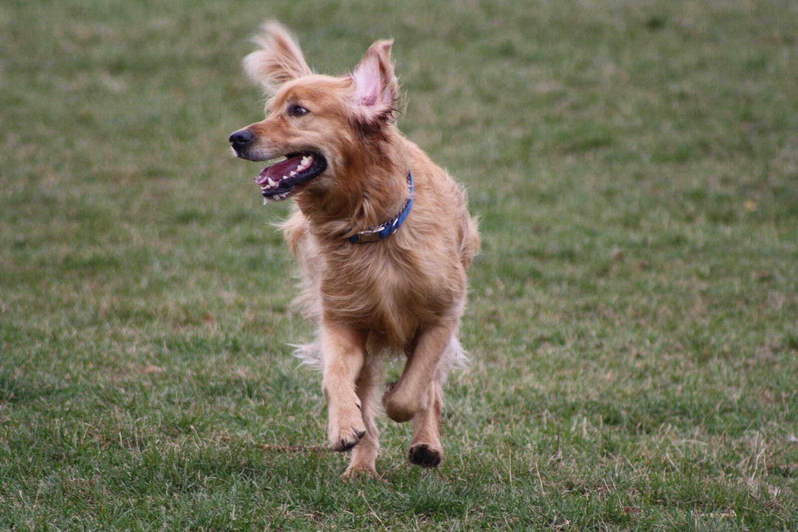 Canon EOS 1000D (EOS Digital Rebel XS / EOS Kiss F) sample photo. Dog, play, park photography