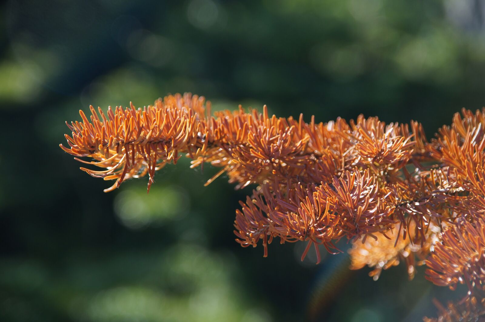 Sony SLT-A57 sample photo. Fir needle, waldsterben, dead photography