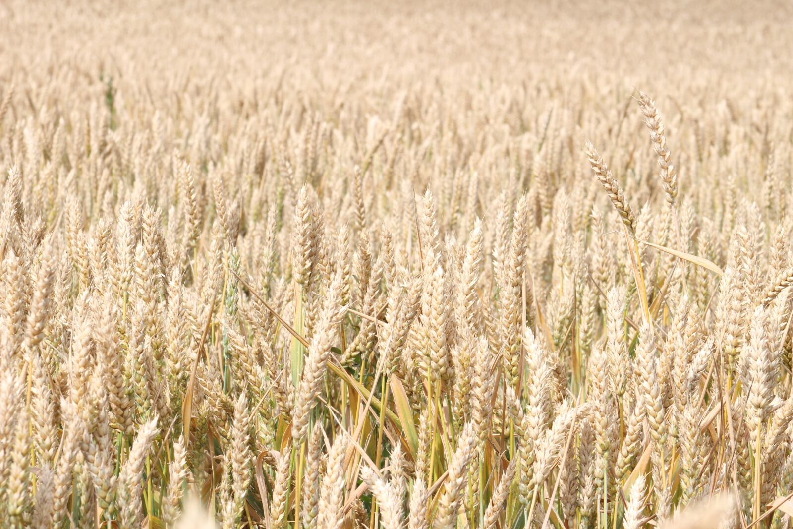 Canon EOS 100D (EOS Rebel SL1 / EOS Kiss X7) sample photo. Rye, field, summer photography