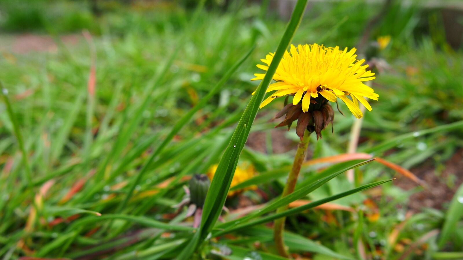 Olympus PEN E-PL6 sample photo. Sonchus oleraceus, nuns, dandelion photography