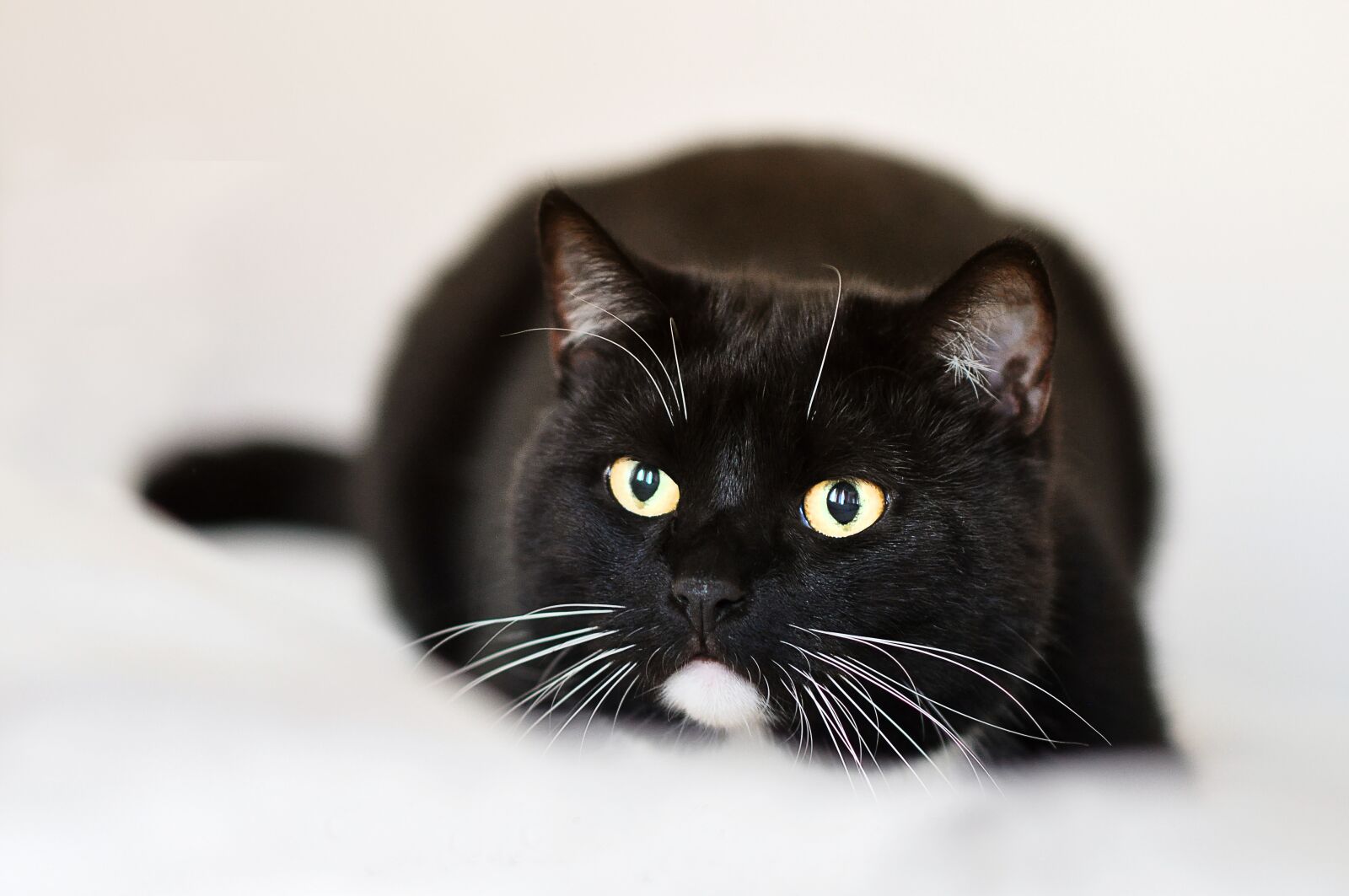 Nikon D90 sample photo. Cat, animal shelter, mieze photography