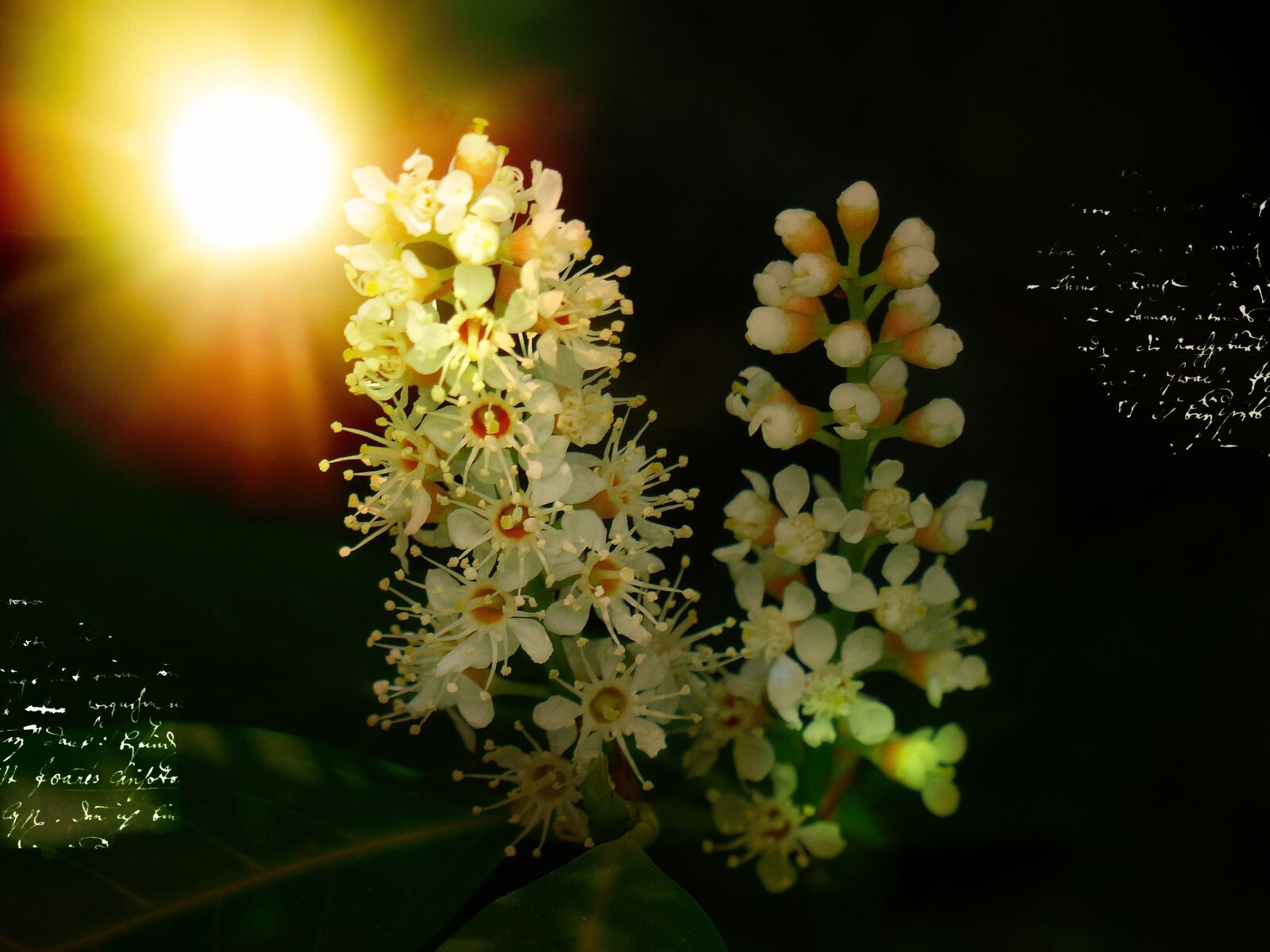 Panasonic Lumix DMC-FZ200 sample photo. Laurel blossom, flowers, plant photography