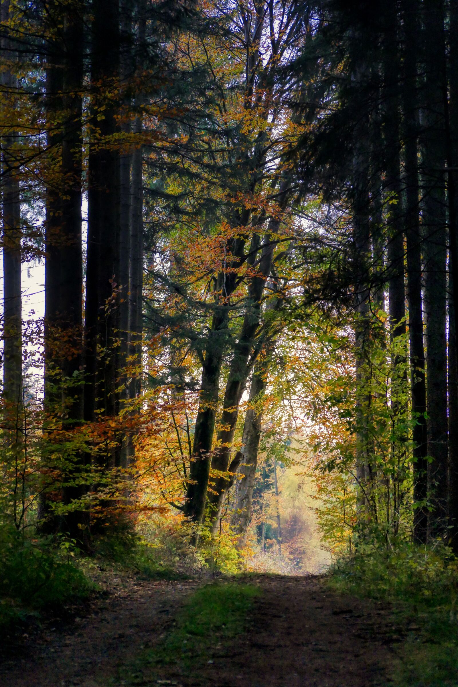 Panasonic Lumix DMC-GX8 sample photo. Forest, autumn, nature photography