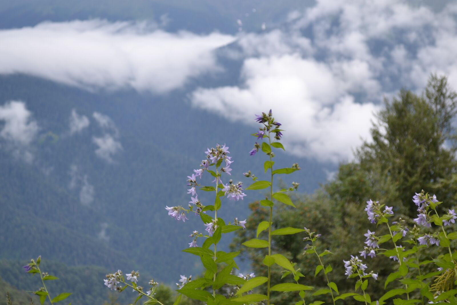 Nikon D3100 sample photo. Nature, outdoors, tree photography