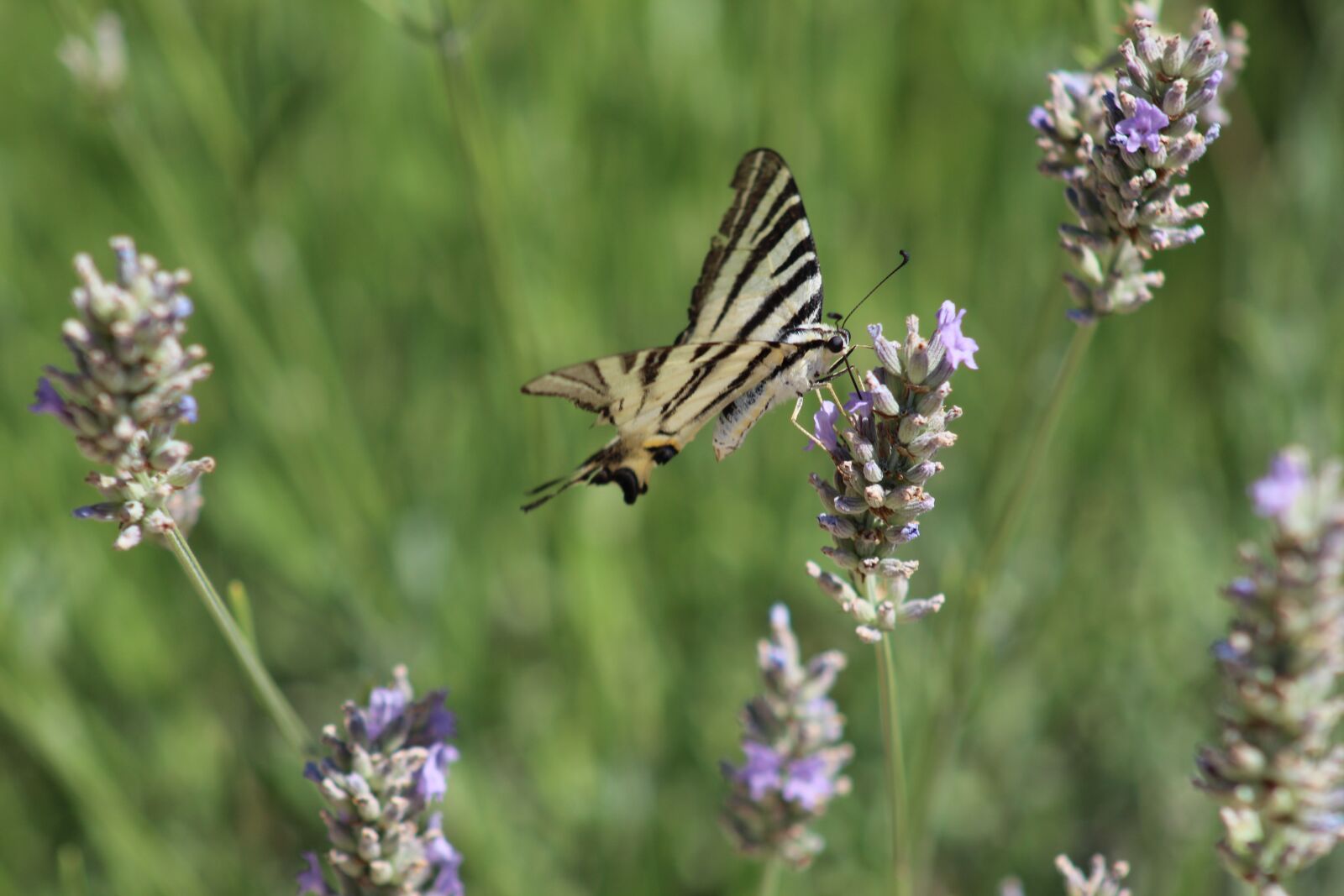 Canon EOS 4000D (EOS Rebel T100 / EOS 3000D) sample photo. Butterfly, lavender, insects photography