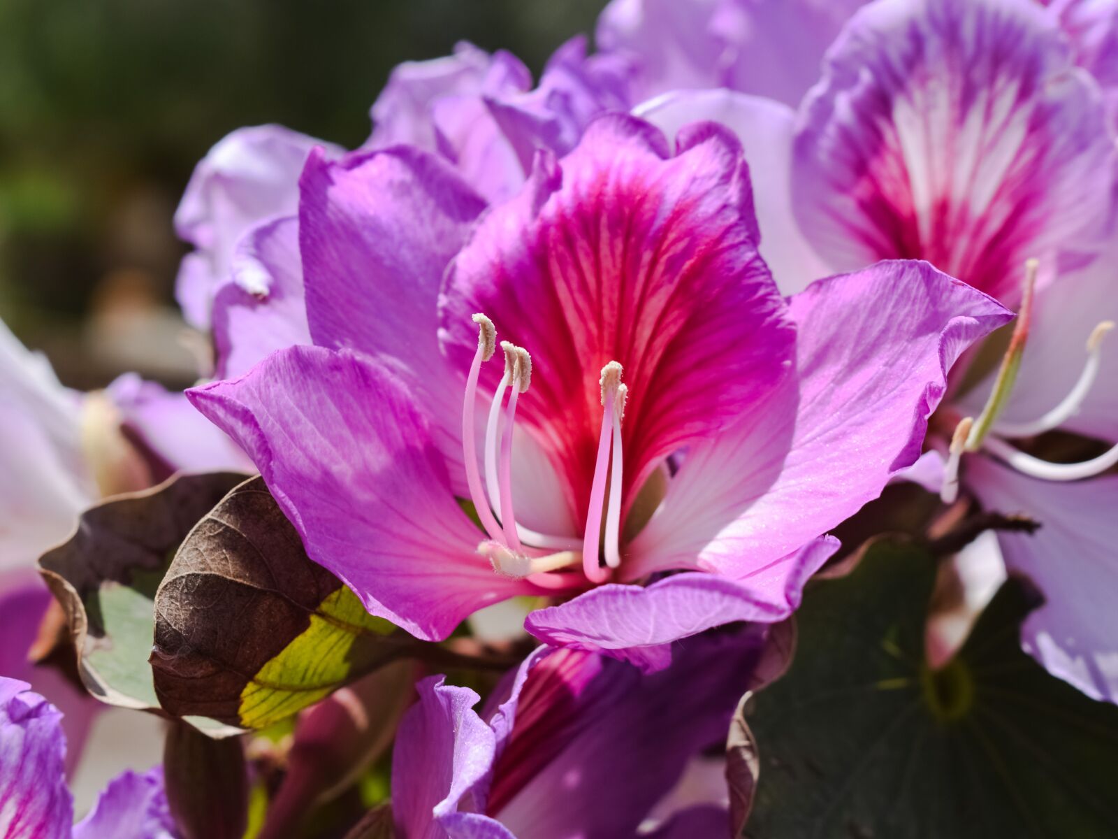 Nikon D3300 sample photo. Stamens, flower, tree photography