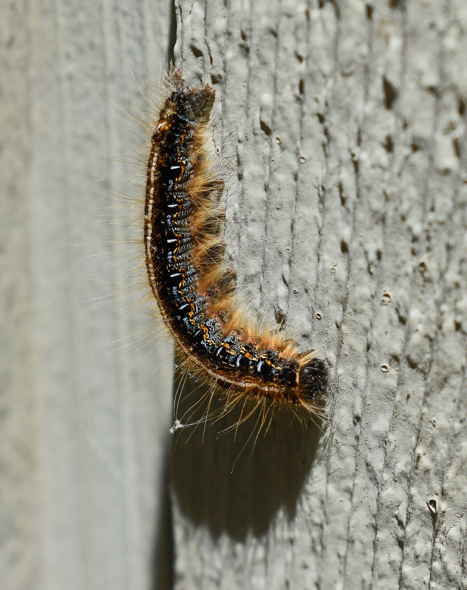 Nikon D3300 sample photo. Gypsy moth caterpillar, larvae photography