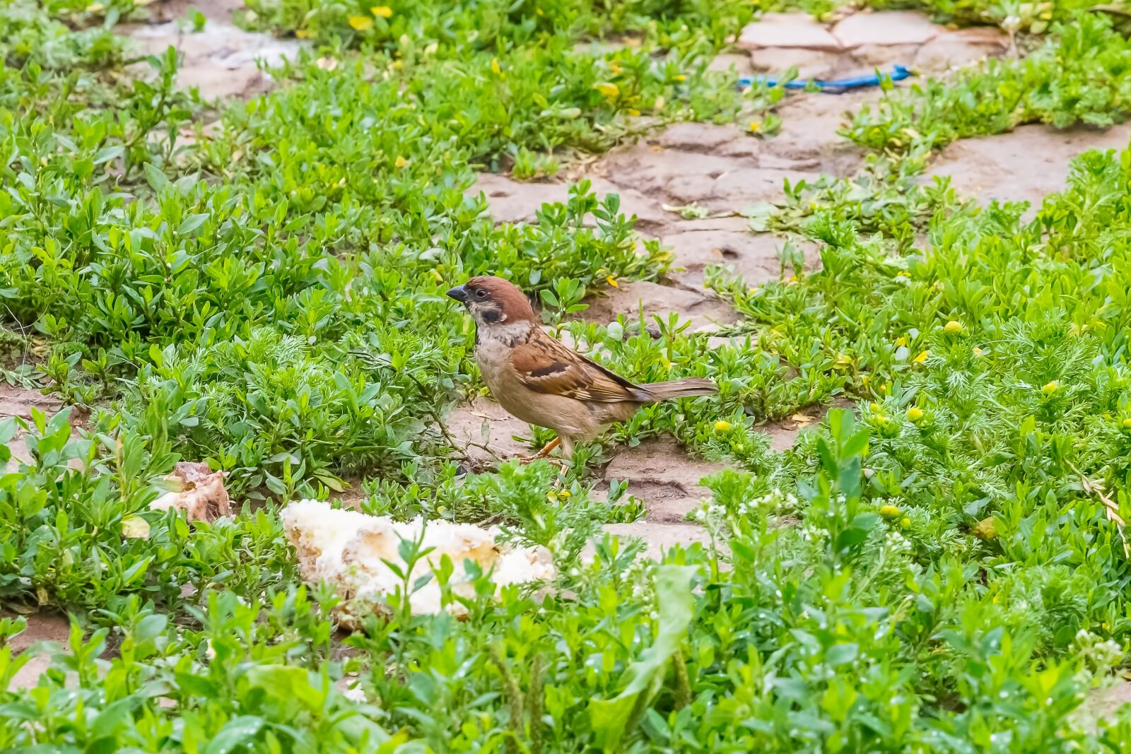 Nikon D7200 sample photo. Birds, sparrow, animals photography