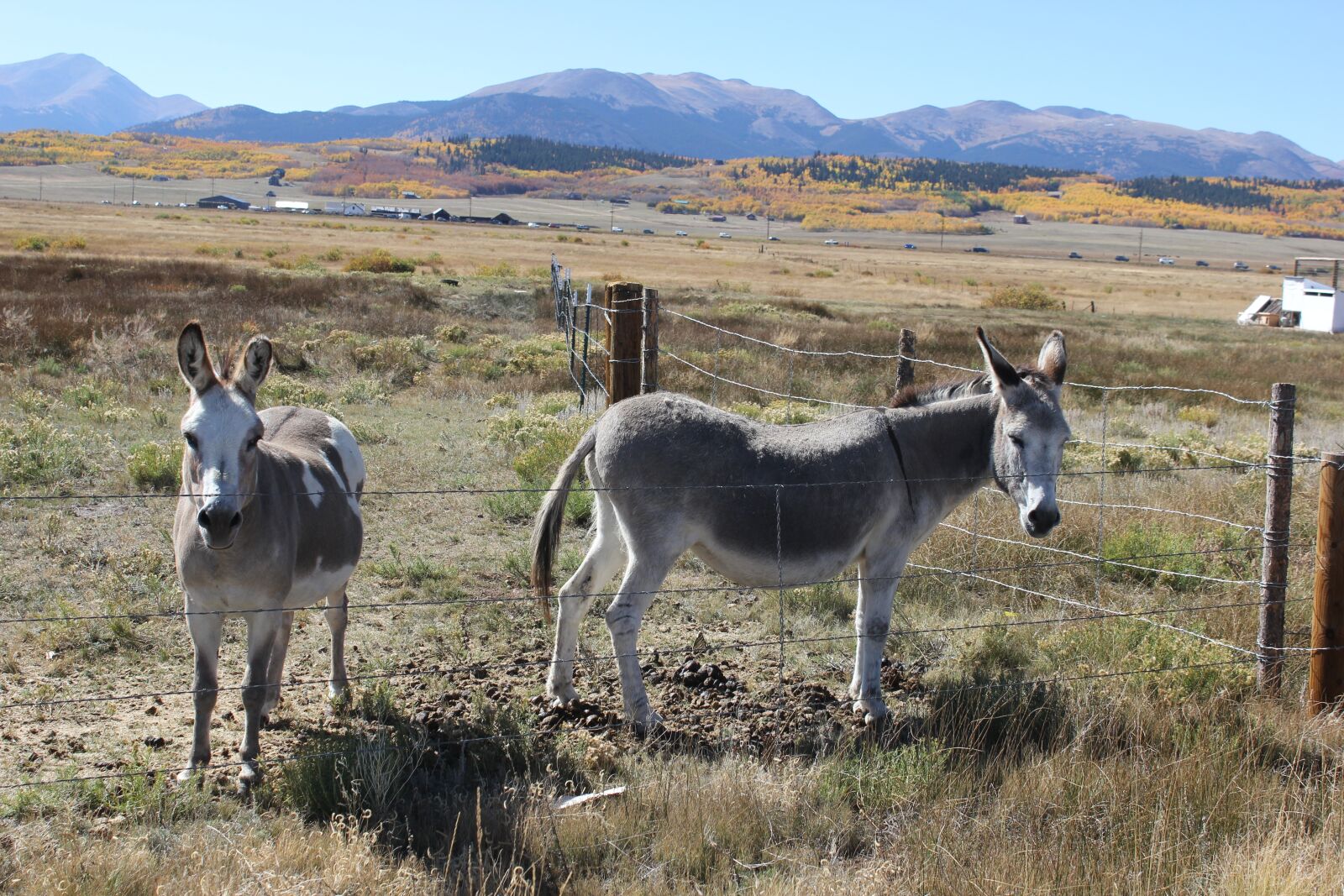 Canon EOS 550D (EOS Rebel T2i / EOS Kiss X4) sample photo. Mammal, animal, cavalry photography