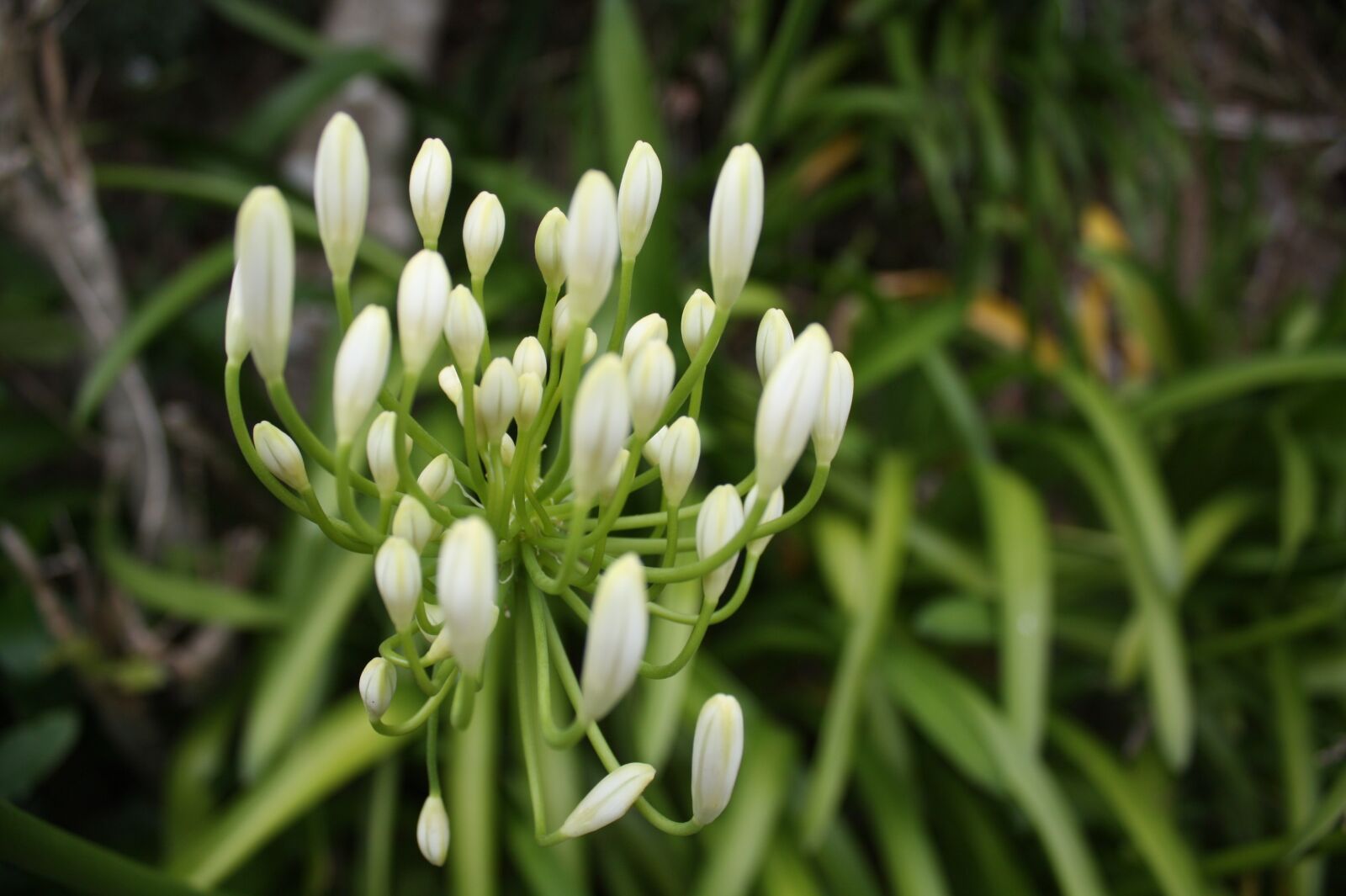 Canon EOS 450D (EOS Rebel XSi / EOS Kiss X2) sample photo. Agapanthus, white, bloom photography
