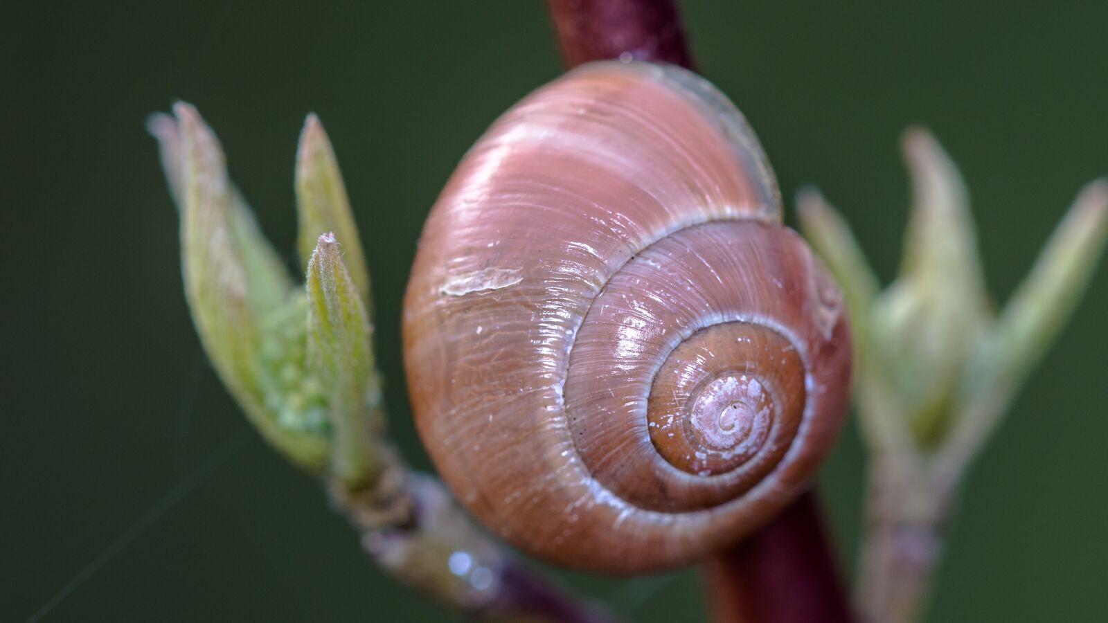 Nikon D7100 sample photo. Shell, flower, nature photography