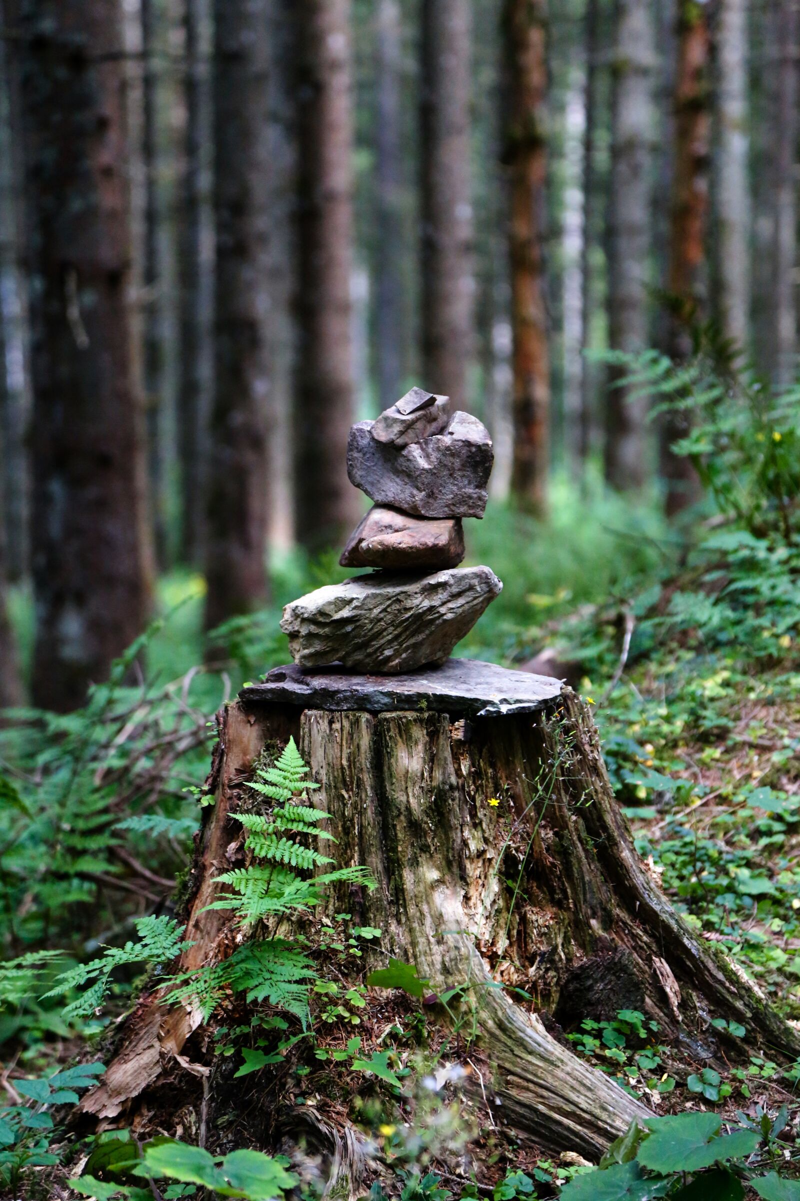 Canon EOS 5D Mark III sample photo. Steinmanderl, forest, trees photography