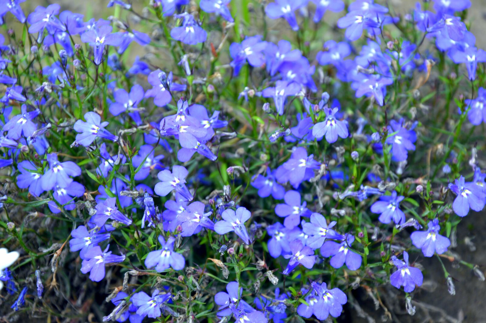 Nikon D3200 sample photo. Flowers, blue flowers, blue photography