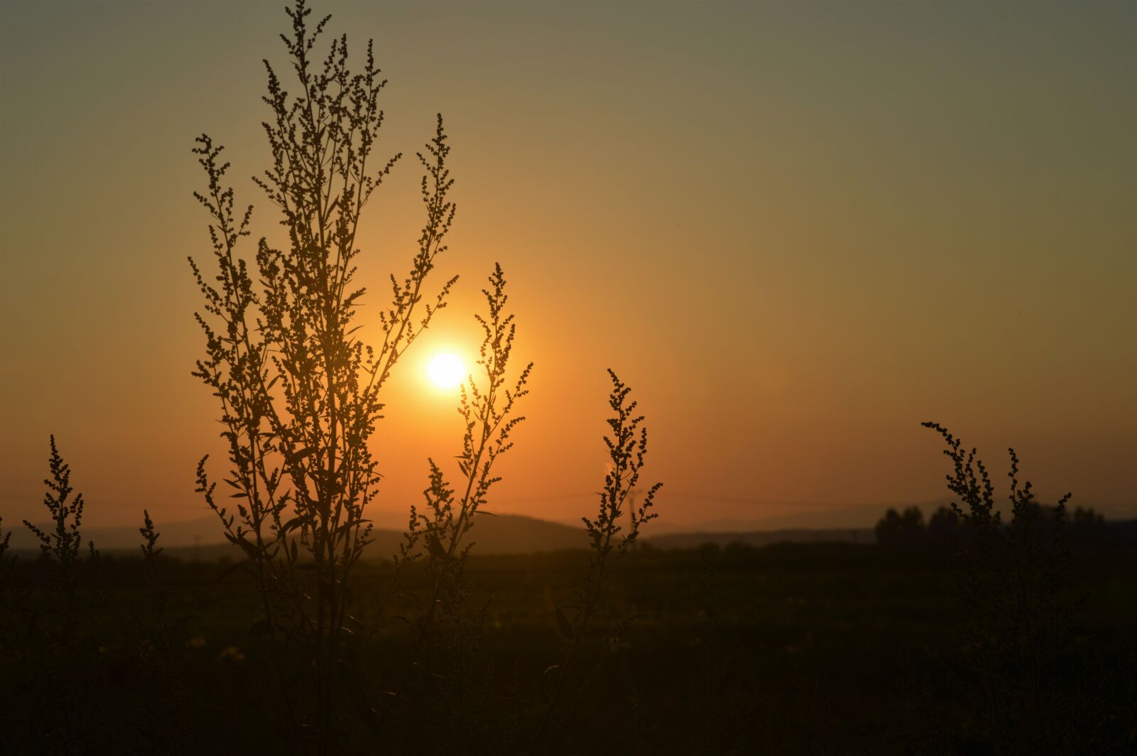 Nikon D3200 sample photo. Nature, sun, sunset photography
