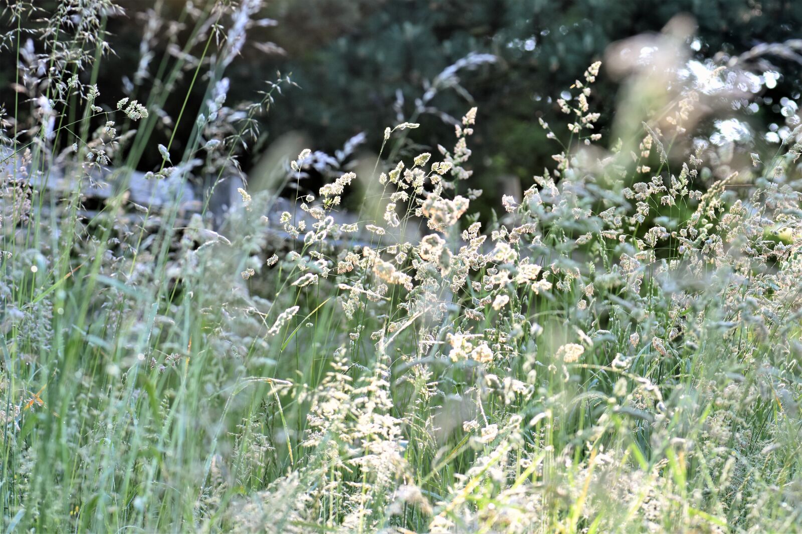 Nikon D5500 sample photo. Grass, meadow, green photography