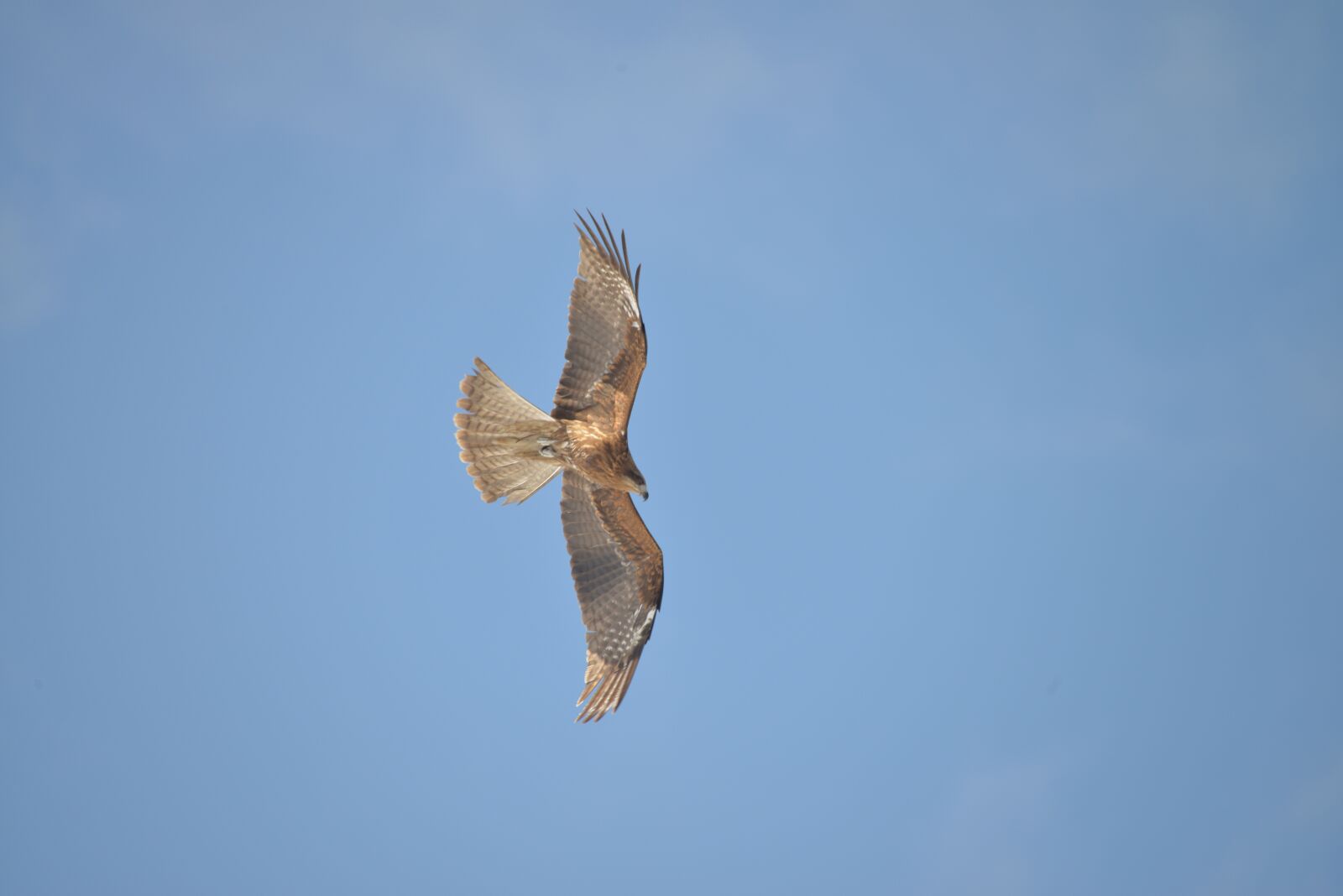 Nikon D800 sample photo. Bird, sky, flight photography