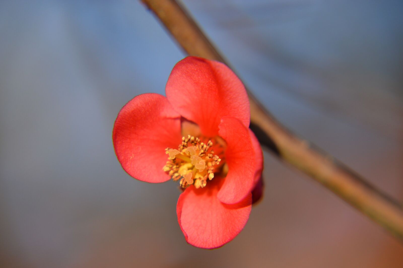 Nikon D3200 + Tamron 18-270mm F3.5-6.3 Di II VC PZD sample photo. Quince, japan, spring photography