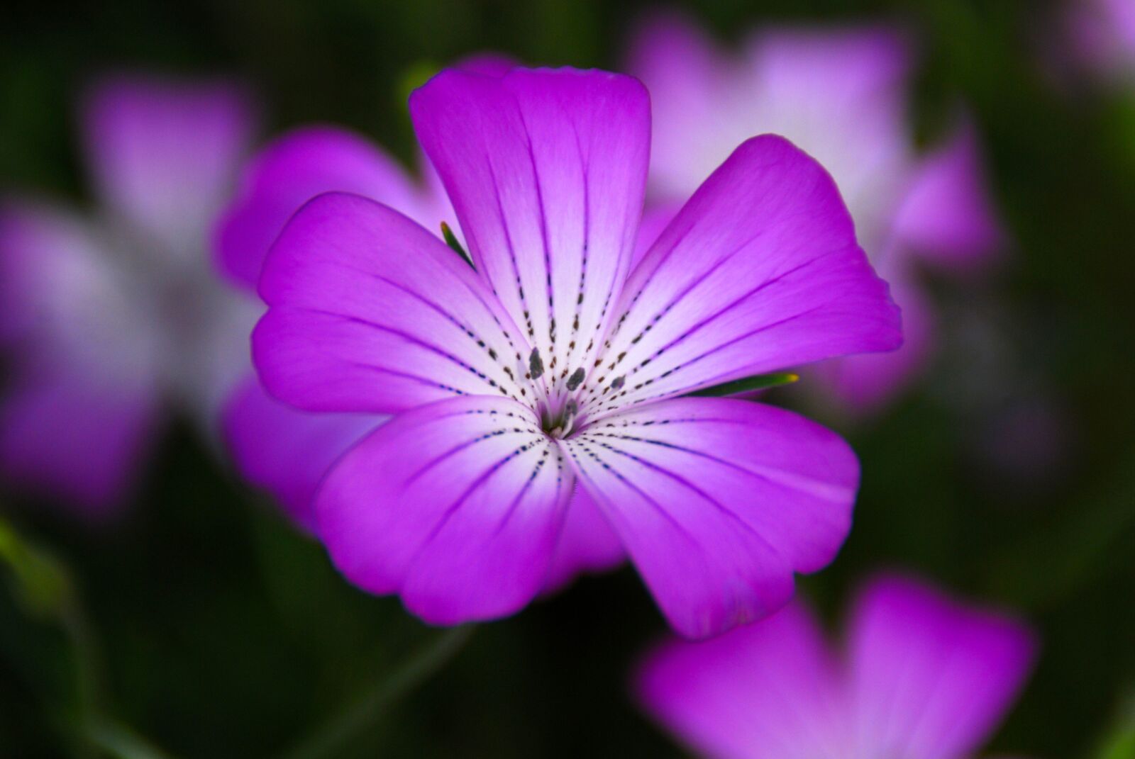 Nikon D40X sample photo. Flower, violet, purple photography