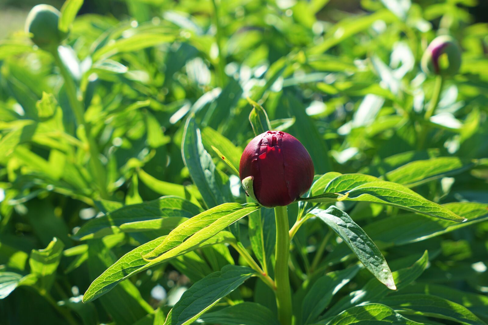 Sony a7 II + Sony Vario Tessar T* FE 24-70mm F4 ZA OSS sample photo. Pentecost, peony, flower photography