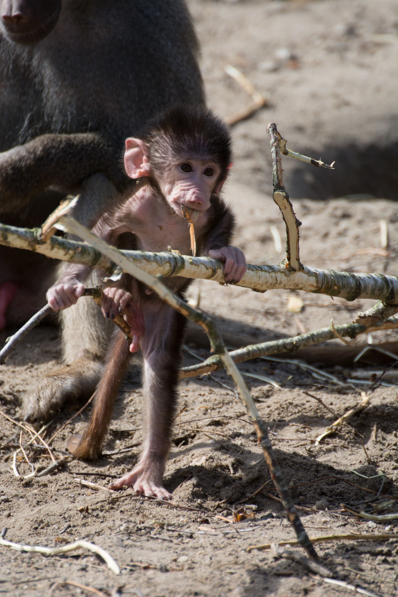 Nikon D7100 sample photo. Cute, monkey, äffchen photography