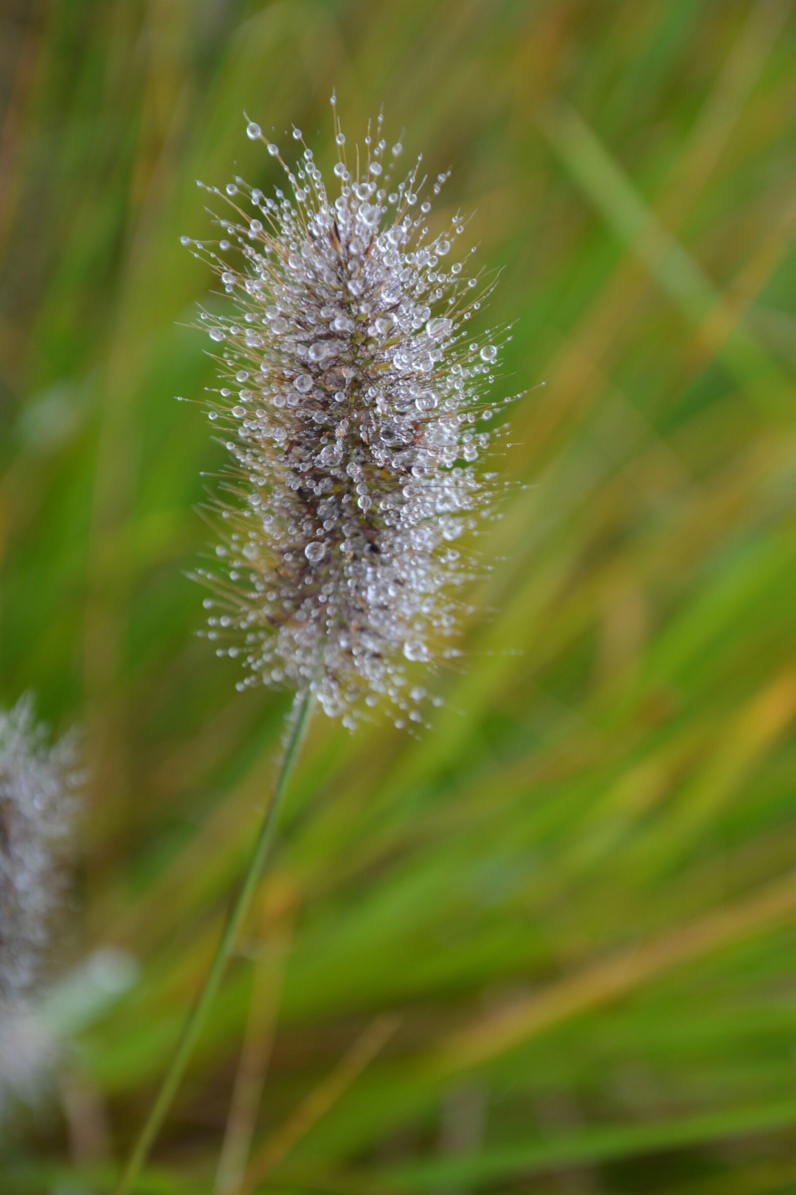 Nikon D5200 sample photo. Seed, water droplets, droplets photography