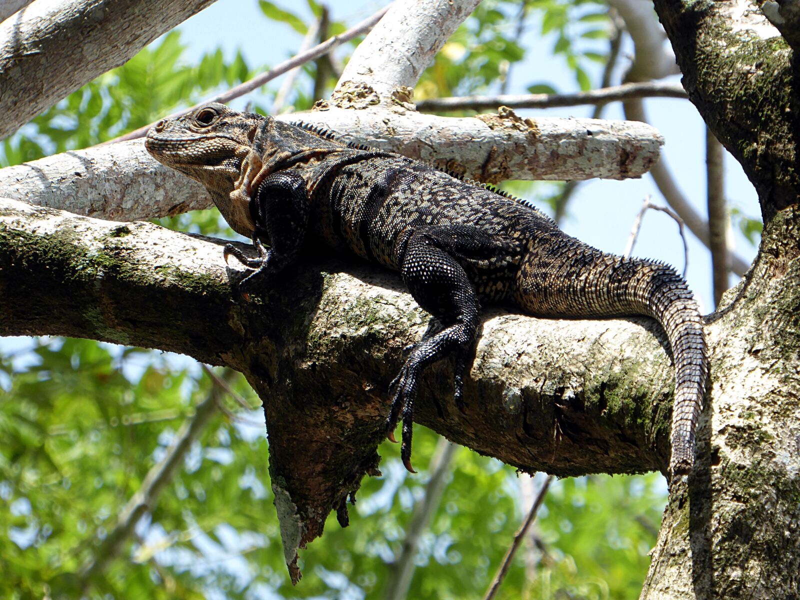 Panasonic Lumix DMC-ZS50 (Lumix DMC-TZ70) sample photo. Iguana, reptile, yellow photography