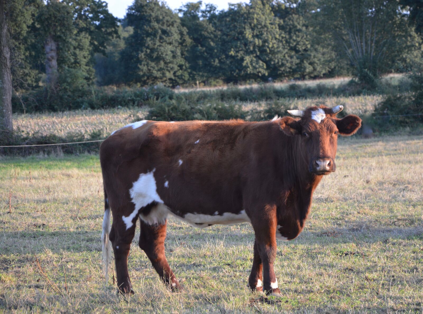 Nikon D5200 sample photo. Cow, cattle, ruminant photography