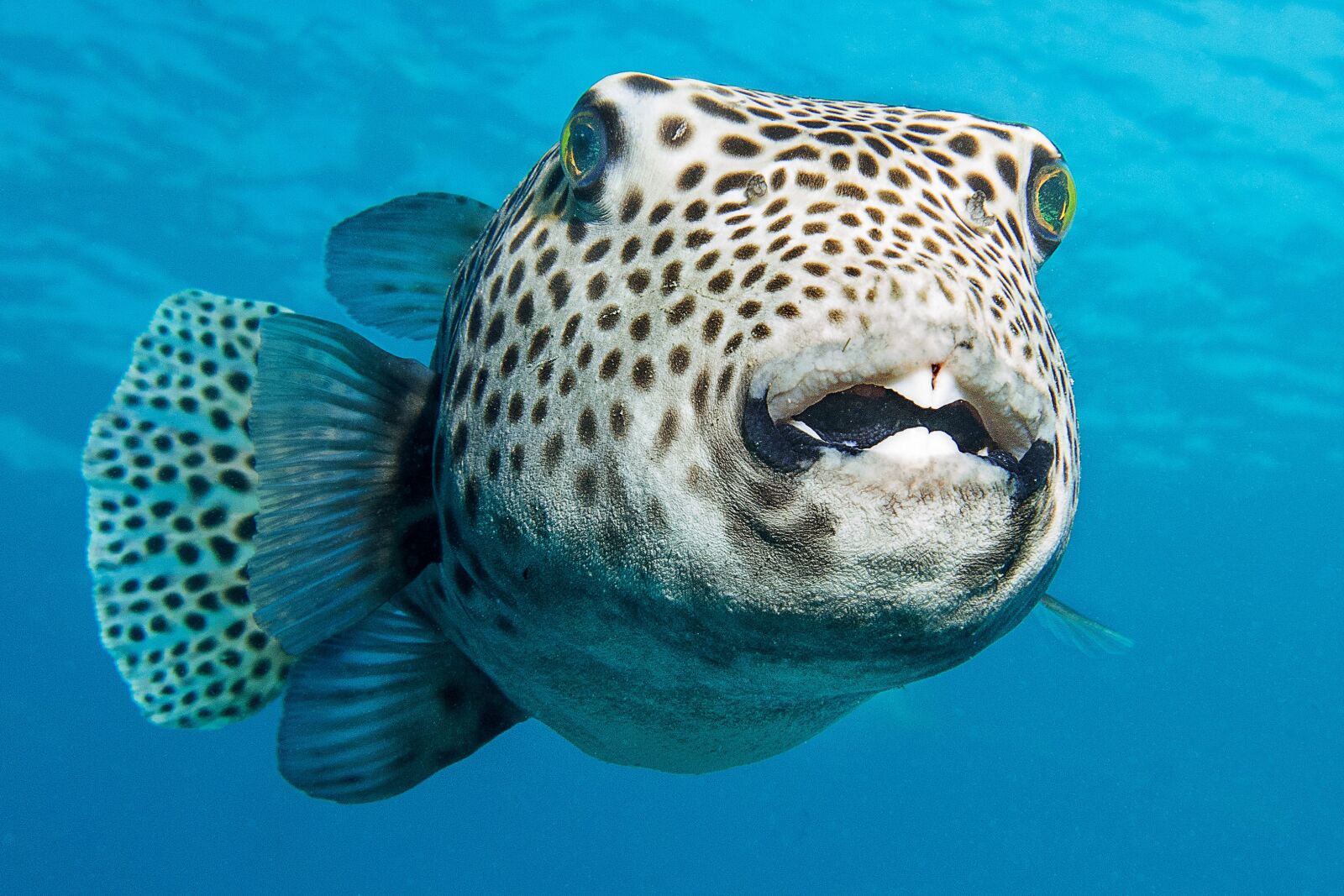 Canon PowerShot G16 sample photo. Fish, underwater, diving photography