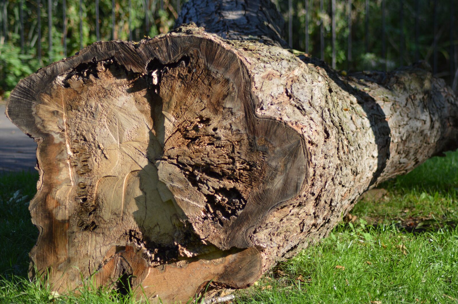Nikon D3200 sample photo. Cut out, brown, wood photography