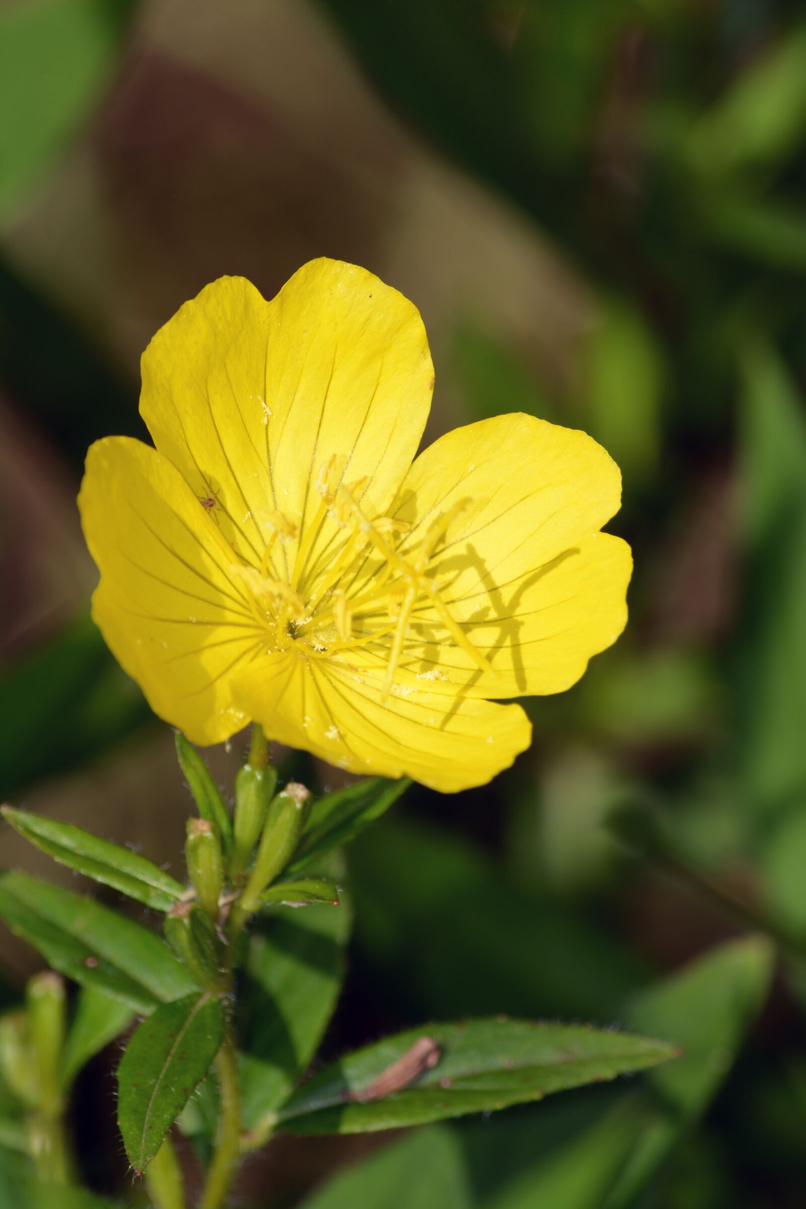 Nikon D5200 sample photo. Yellow flower, flower, bloom photography