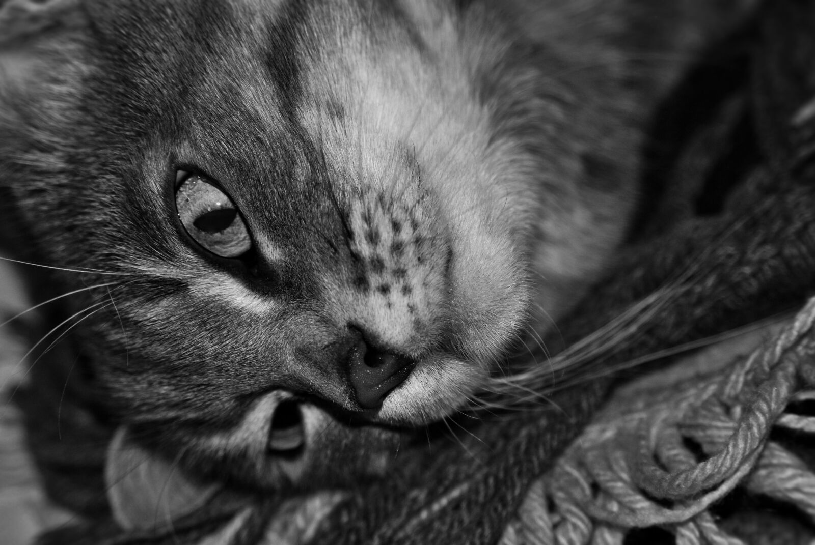 Nikon D80 sample photo. Black and white, cat photography
