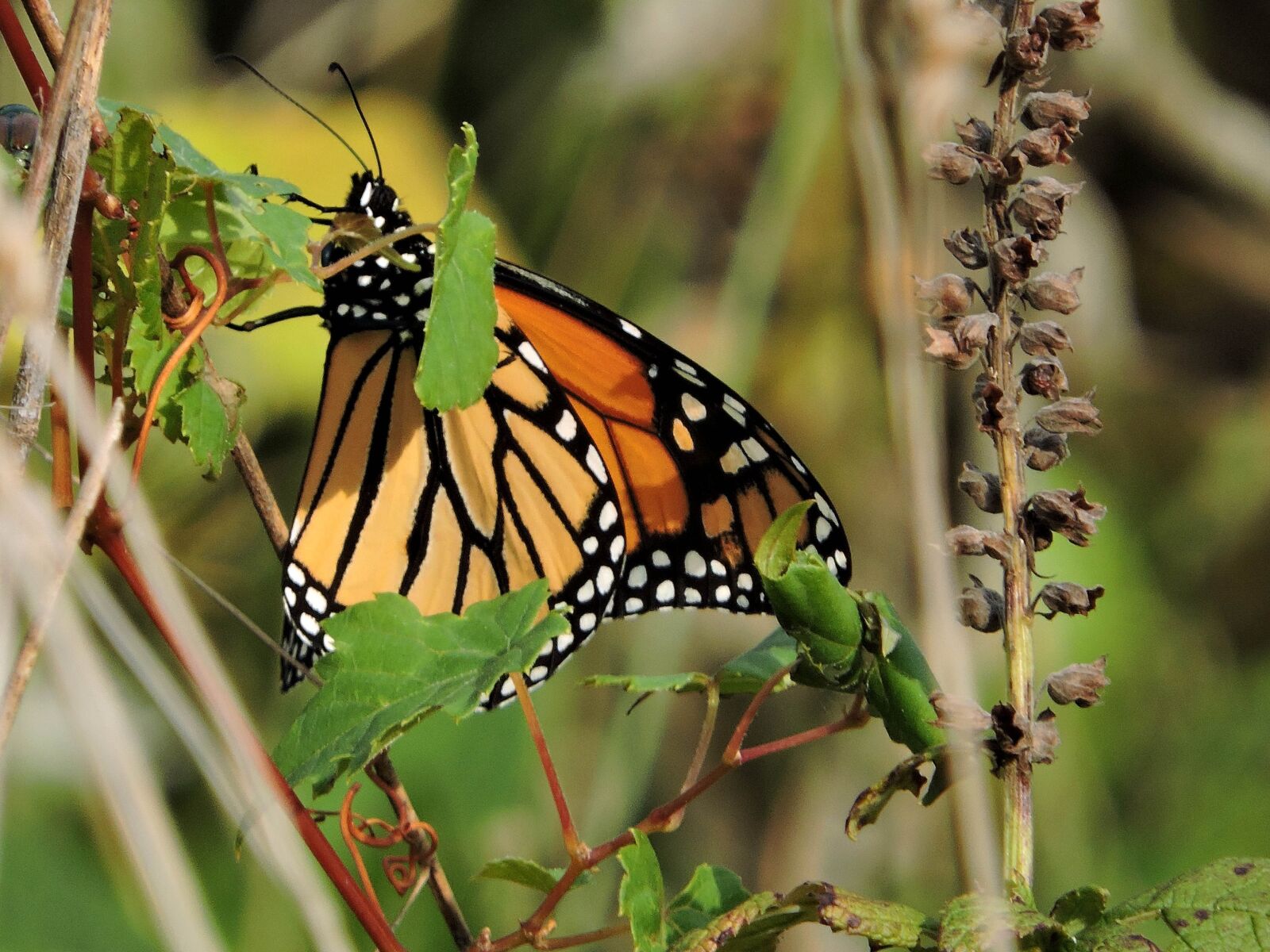 Nikon Coolpix P600 sample photo. Insect, grass, orange, black photography