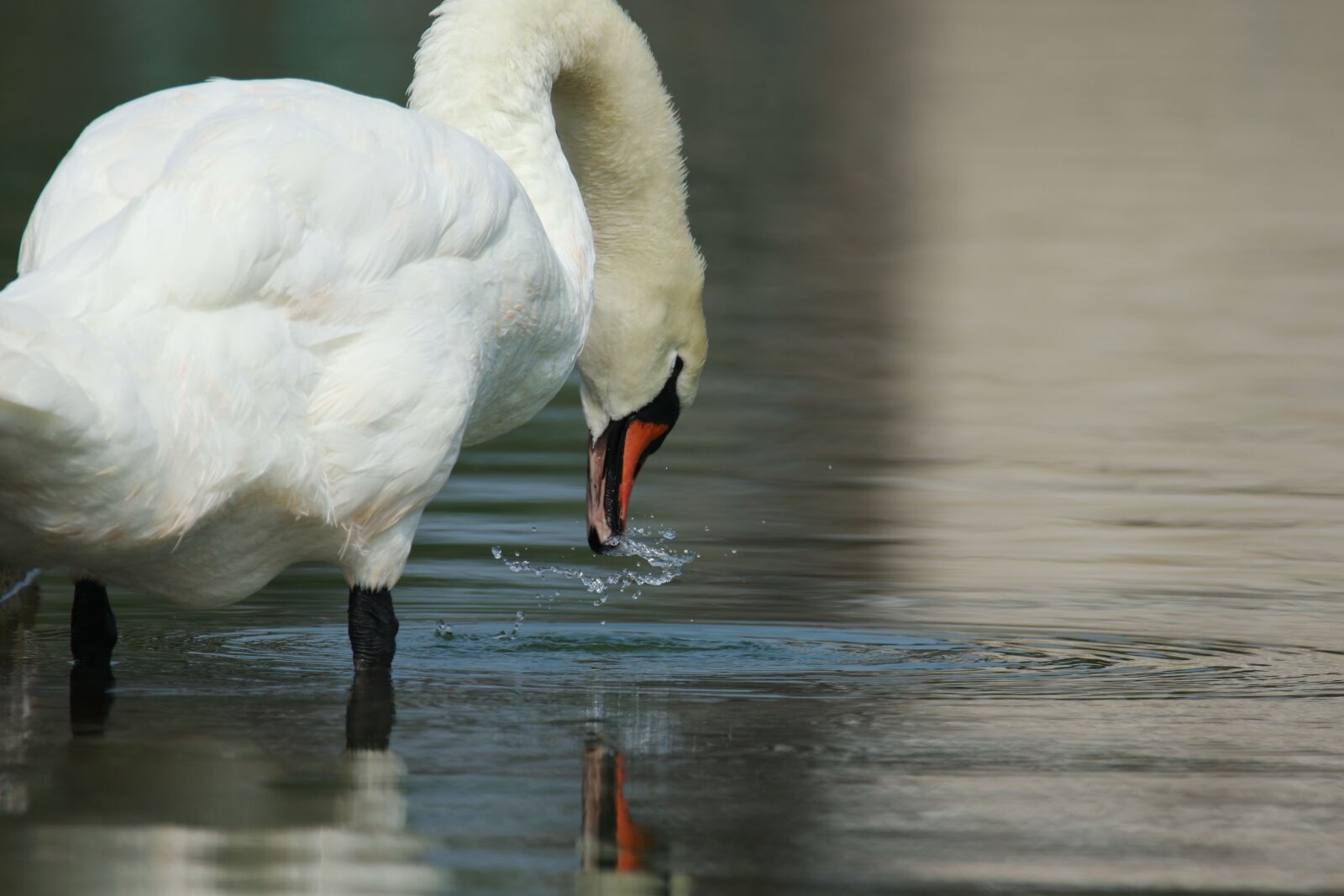 Canon EOS 7D Mark II sample photo. Bird, swan, water photography