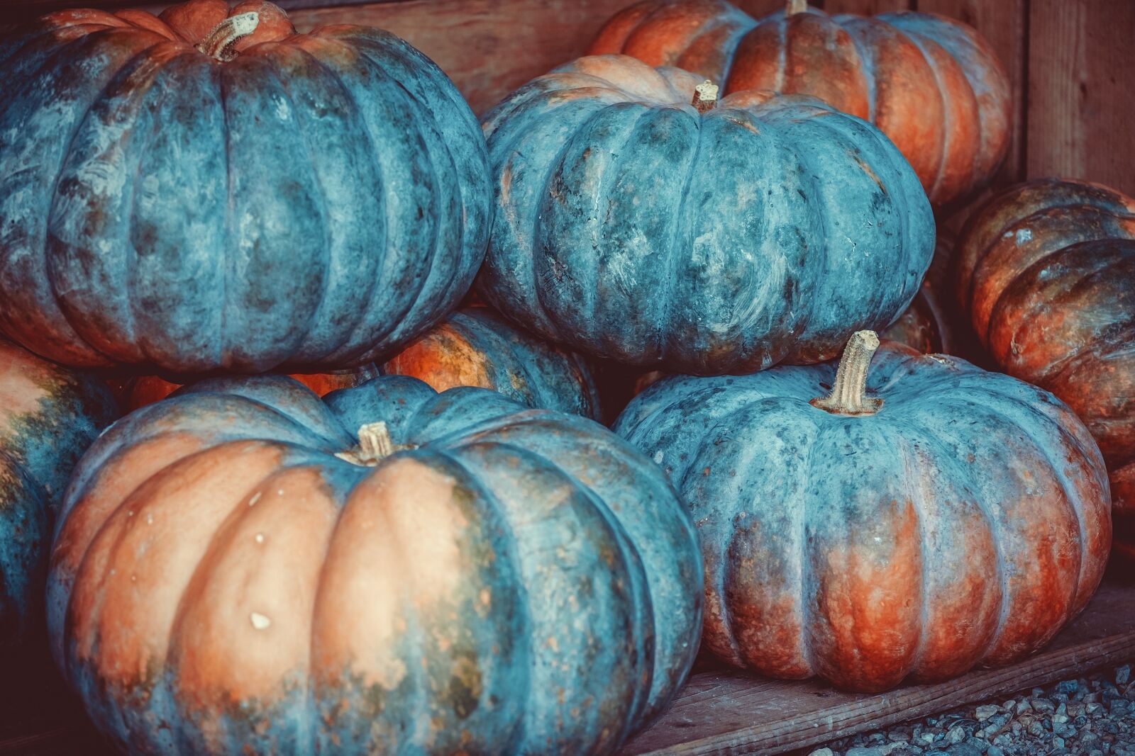 Fujifilm XF 55-200mm F3.5-4.8 R LM OIS sample photo. Pumpkin, squash, vegetables photography