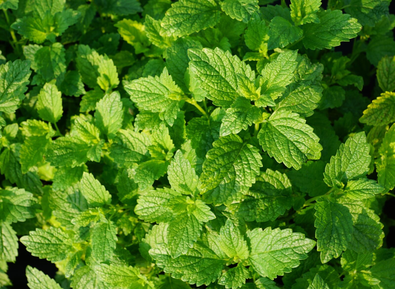 Sony ILCA-77M2 + Sony DT 16-50mm F2.8 SSM sample photo. Peppermint, plant, tee photography
