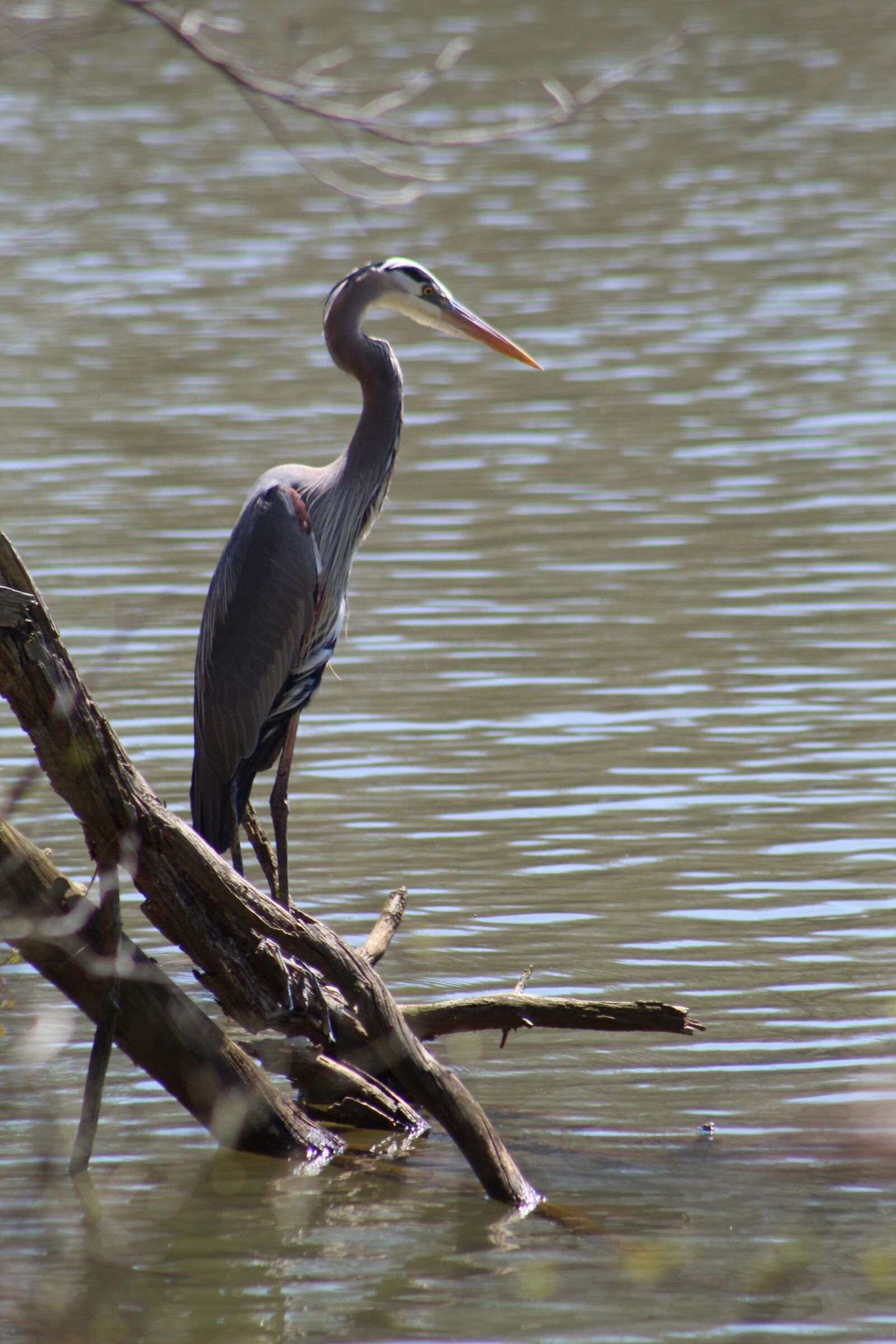 Canon EOS 1300D (EOS Rebel T6 / EOS Kiss X80) sample photo. Heron, bird, habitat photography