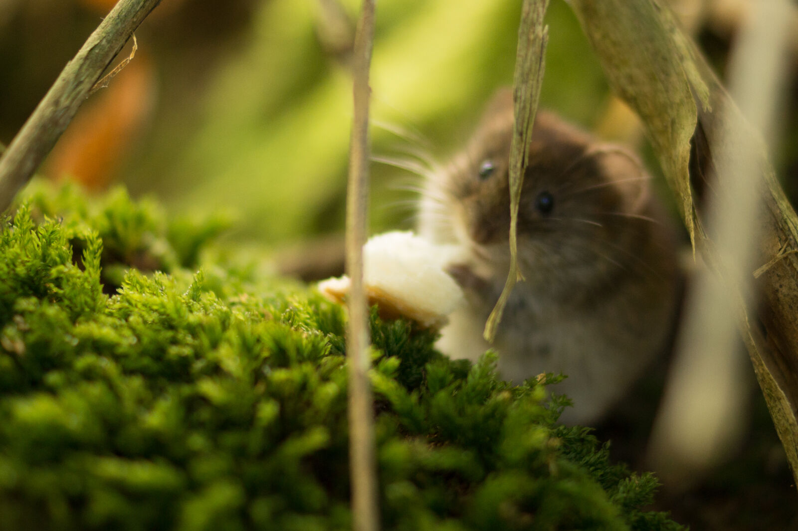 Sony DT 35mm F1.8 SAM sample photo. Animal, mouse, wildlife, fauna photography