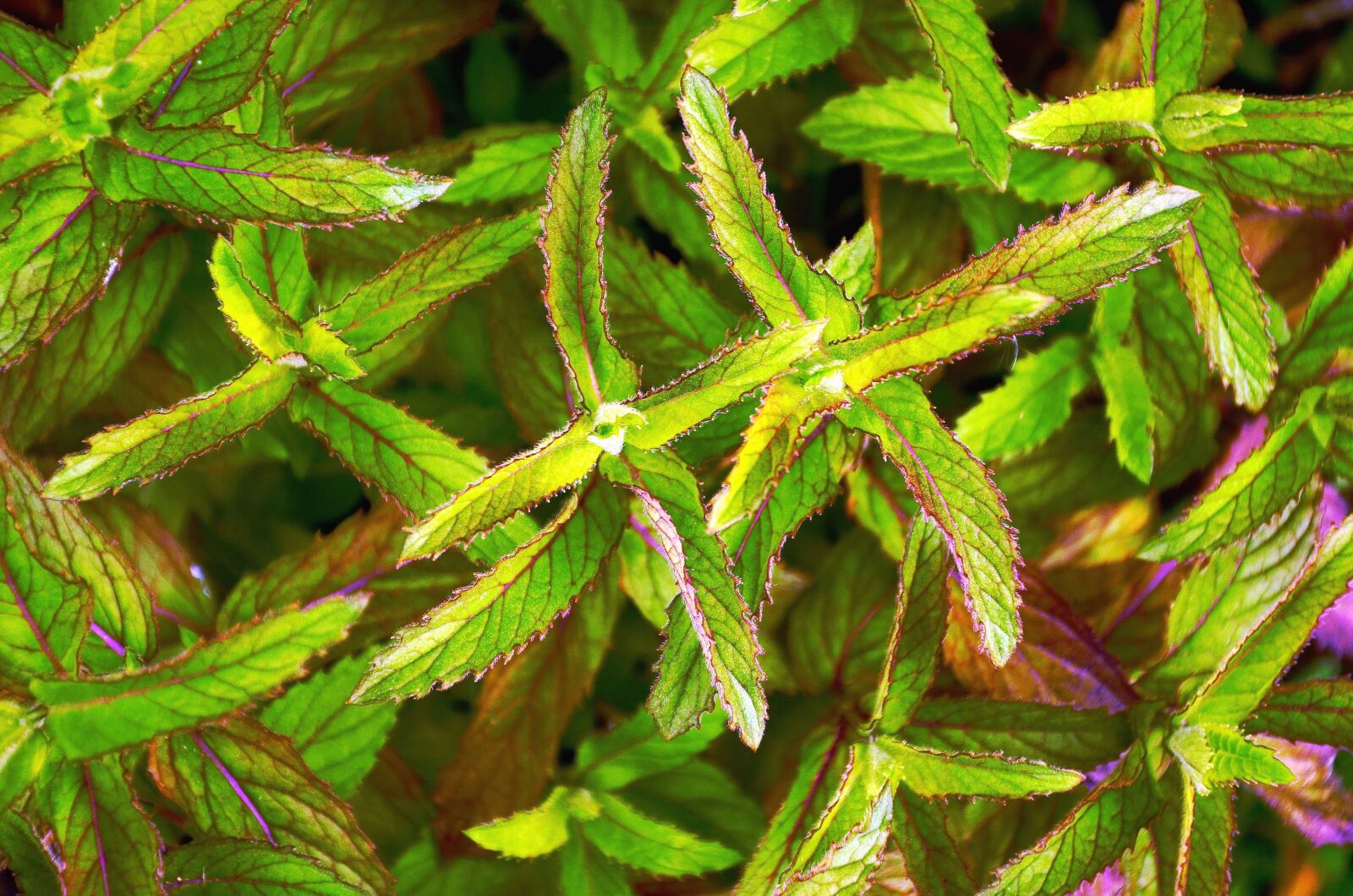 Nikon D5100 sample photo. Plant, leaf, colorful, shrub photography