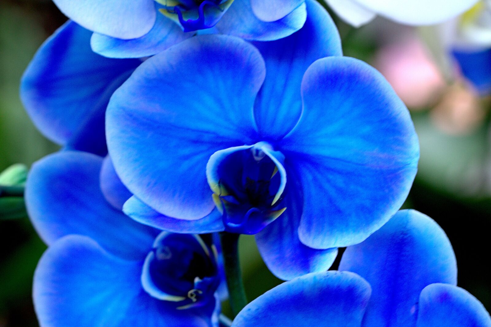 Canon EOS 7D sample photo. Flower, blue, nature photography