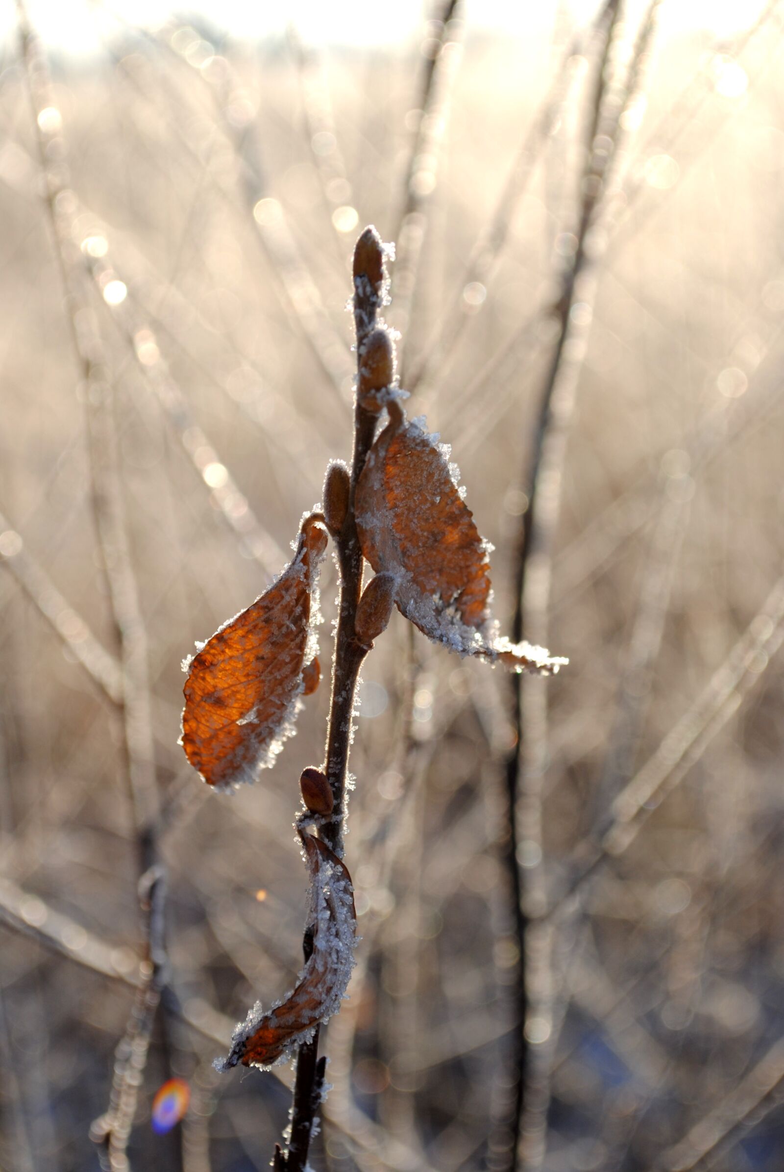 Nikon D3000 sample photo. Winter, snow, nature photography
